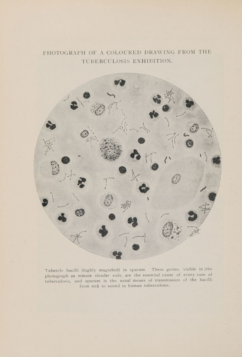 PHOTOGRAPH OF A COLOURED DRAWING FROM THE LURERCUROS(S Br DEON: