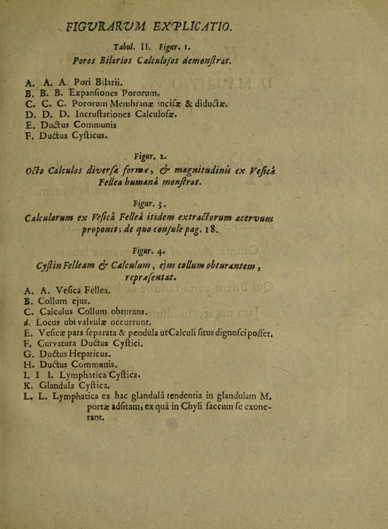 FIGVKAKVM EXPLICATIO, Tabui II. Figur, i. Poros Pilarios Calculo/os demonjlrat. A. A. A. Pori Bilarii. B. B. B. Expanfiones Pororum. C. C. C. Pororum Membrana? incifa: &amp; diducta?» D. D. D. Incruftationes Calculofa?. E. Dudtus Communis F. Du&amp;us Cyfticus. Figur♦ i. Ocio Calculos divtrfa for me, &amp; magnitudinis ex Vejici fellea humani monjlrat, Figur. 3. Calculorum ex Vejica Fellei itidem extrariorum acervata proponit \ de quo conjulepag. 18. Figur. 4» CyflinFelleam &amp; Calculum, ejus collum obturantem, reprafentat. A. A. Vefica Fellea. B. Collum ejus. C. Calculus Collum obturans. d. Locus ubi valvula? occurrunt. E. Vefica? pars feparata &amp; pendula utCalculi fitus dignofcipoftet, F. Curvatura Dudtus Cyftici. G. Dudtus Hepaticus. H. Ductus Communis. I. I I. Lymphatica Cyftica. K. Glandula Cyftica. L, L. Lymphatica ex hac glandula tendentia in glandulam M. porta: ad(itam> ex qua in Chyli faecum fe exone¬ rant.