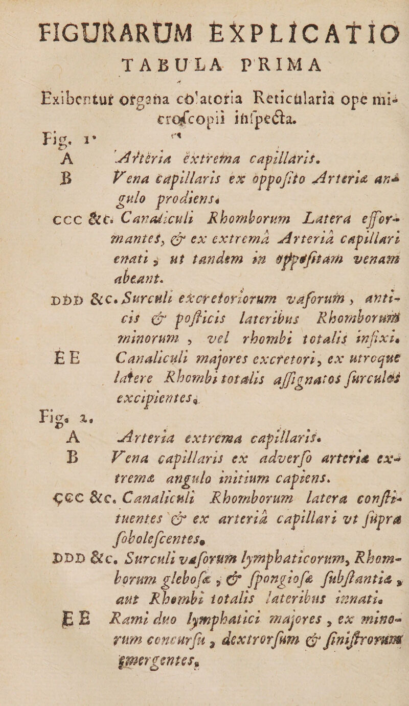 TABULA PRIMA Exibcntur organa cd’atcria Reticularia opc mi-i crofTcopii itifpedia. Fig, 1* A extrema capillaris, B Vena capillaris ex oppofito Arterlit an^ gvilo prodiensi ccc CavMlctilt Rhomborum Latera efor-» rnanteSy ^ ex extrema Arteria capillari enati ^ ut tandem in tl^peijitam venam abeant* d1)D Surculi excretoriorum vaforum y antl^ cis cV pofticls lateribus Rhomborum minorum , vel rhombi totalis Infixit E E Canaliculi ?najores exctetorly ex utroque lafere Rhombi totalis ajfignatos fure excipientes^. Fi‘^a 3,. A Arteria extrema capillaris* B Vena capillaris ex adverfo arteriA ex-* trema angulo initium capiens* &lt;^QC &amp;c. Canaliculi Rhomborum latera confli* tuentes ex arteria capillari vt fiipra foholefcentes^ PBD &amp;c. Surculi vaforum lymphaticorum^ Rhom-&gt; horum glebofa j (V /ponglofa fubflantla aut Rhombi iotalls lateribus innatu jE E Rami duo lymphatici majores , ex mino-* rum concurfi, dextrorfum fniflromm ^mrgentes^