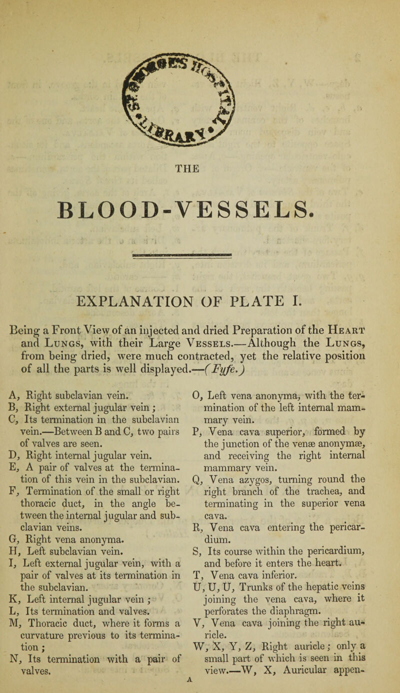 THE BLOOD-VESSELS. j T D . li y ri 1 r? fi EXPLANATION OF PLATE I. Being a Front View of an injected and dried Preparation of the Heart and Lungs, with their Large Vessels.—Although the Lungs, from being dried, were much contracted, yet the relative position of all the parts is well displayed.—(Fyfe.) A, Right subclavian vein. B, Right external jugular vein; C, Its termination in the subclavian vein.—Between B and C, two pairs of valves are seen. D, Right internal jugular vein. E, A pair of valves at the termina¬ tion of this vein in the subclavian. F, Termination of the small or right thoracic duct, in the angle be¬ tween the internal j ugular and sub¬ clavian veins. G, Right vena anonyma. H, Left subclavian vein. I, Left external jugular vein, with a pair of valves at its termination in the subclavian. K, Left internal jugular vein ; L, Its termination and valves. M, Thoracic duct, where it forms a curvature previous to its termina¬ tion ; N, Its termination with a pair of valves. O, Left vena anonyma, with the ter¬ mination of the left internal mam¬ mary vein. P, Vena cava superior, formed by the junction of the venae anonymae, and receiving the right internal mammary vein. Q, Vena azygos, turning round the right branch of the trachea, and terminating in the superior vena cava. R, Vena cava entering the pericar¬ dium. S, Its course within the pericardium, and before it enters the heart. T, Vena cava inferior. U, U, U, Trunks of the hepatic veins joining the vena cava, where it perforates the diaphragm. V, Vena cava joining the right au¬ ricle. W, X, Y, Z, Right auricle; only a small part of which is seen in this view.—W, X, Auricular appen- A