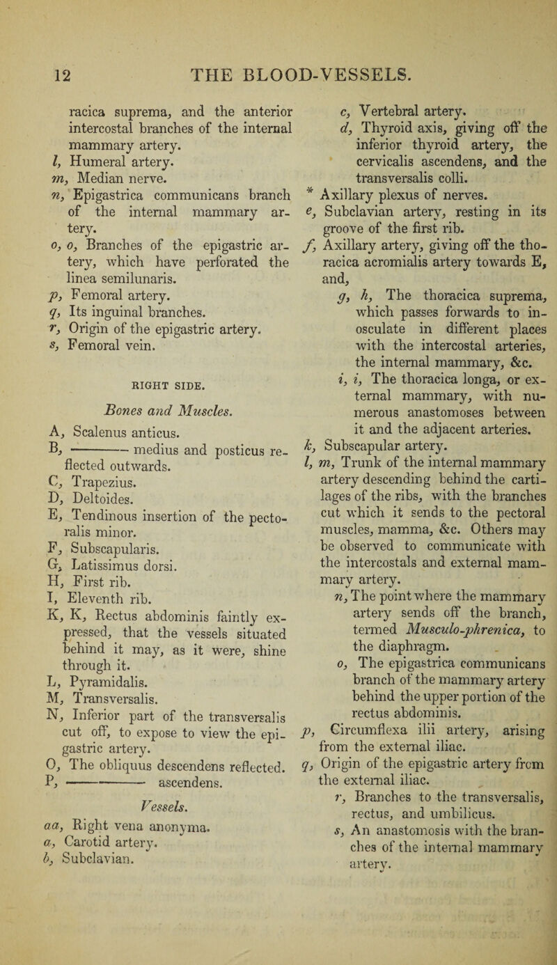 racica suprema, and the anterior intercostal branches of the internal mammary artery. l, Humeral artery. m, Median nerve. n, Epigastrica communicans branch of the internal mammary ar¬ tery. o, o, Branches of the epigastric ar¬ tery, which have perforated the linea semilunaris. p, Femoral artery. q, Its inguinal branches. r, Origin of the epigastric artery. s, Femoral vein. RIGHT SIDE. Bones and Muscles. A, Scalenus anticus. B, --medius and posticus re¬ flected outwards. C, Trapezius. D, Deltoides. E, Tendinous insertion of the pecto- ralis minor. F, Subscapularis. G, Latissimus clorsi. H, First rib. I, Eleventh rib. K, K, Rectus abdominis faintly ex¬ pressed, that the vessels situated behind it may, as it were, shine through it. L, Pyramidalis. M, Transversalis. N, Inferior part of the transversalis cut off*, to expose to view the epi¬ gastric artery. O, The obliquus descendens reflected. P, , --- ascendens. Bessels. aa, Right vena anonyma. a, Carotid artery. b, Subclavian. c, Vertebral artery. d, Thyroid axis, giving off the inferior thyroid artery, the cervicalis ascendens, and the transversalis colli. v Axillary plexus of nerves. e, Subclavian artery, resting in its groove of the first rib. f, Axillary artery, giving off the tho- racica acromialis artery towards E, and, g, h, The thoracica suprema, which passes forwards to in¬ osculate in different places with the intercostal arteries, the internal mammary, &c. i, i, The thoracica longa, or ex¬ ternal mammary, with nu¬ merous anastomoses between it and the adjacent arteries. k, Subscapular artery. /, m, Trunk of the internal mammary artery descending behind the carti¬ lages of the ribs, with the branches cut which it sends to the pectoral muscles, mamma, &c. Others may be observed to communicate with the intercostals and external mam¬ mary artery. n, The point where the mammary artery sends off the branch, termed Musculo-phrenica, to the diaphragm. o, The epigastrica communicans branch of the mammary artery behind the upper portion of the rectus abdominis. p, Circumflexa ilii artery, arising from the external iliac. q, Origin of the epigastric artery from the external iliac. r, Branches to the transversalis, rectus, and umbilicus. s, An anastomosis with the bran¬ ches of the internal mammary