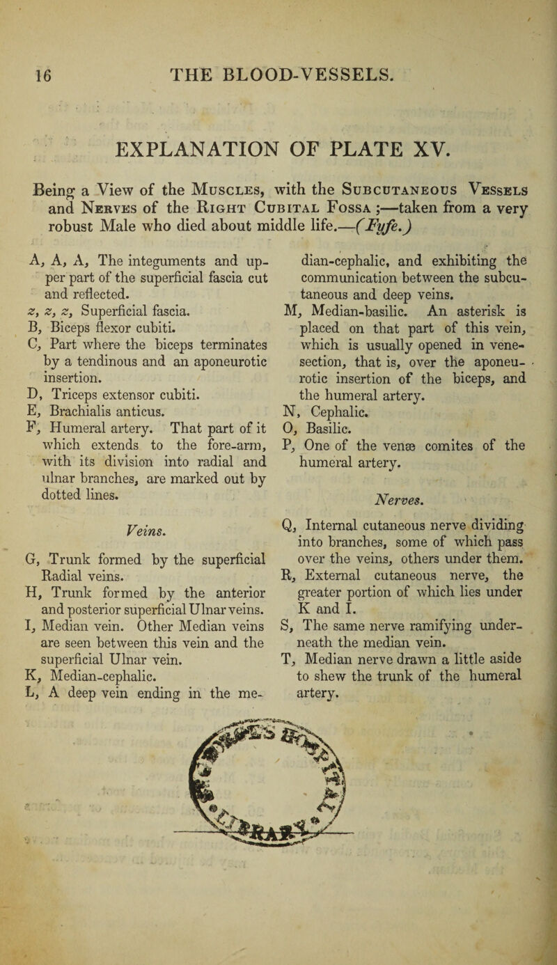 EXPLANATION OF PLATE XV. Being a View of the Muscles, with the Subcutaneous Vessels and Nerves of the Right Cubital Fossa ;—taken from a very- robust Male who died about middle life.—(Fyfe.) A, A, A, The integuments and up¬ per part of the superficial fascia cut and reflected. z, z, Zy Superficial fascia. B, Biceps flexor cubiti. C, Part where the biceps terminates by a tendinous and an aponeurotic insertion. D, Triceps extensor cubiti. E, Brachialis anticus. F, Humeral artery. That part of it which extends to the fore-arm, with its division into radial and ulnar branches, are marked out by dotted lines. Veins. G, Trunk formed by the superficial Radial veins. H, Trunk formed by the anterior and posterior superficial Ulnar veins. I, Median vein. Other Median veins are seen between this vein and the superficial Ulnar vein. K, Median-cephalic. dian-cephalic, and exhibiting the communication between the subcu¬ taneous and deep veins. M, Median-basilic. An asterisk is placed on that part of this vein, which is usually opened in vene¬ section, that is, over the aponeu¬ rotic insertion of the biceps, and the humeral artery. N, Cephalic. O, Basilic. P, One of the vense comites of the humeral artery. Nerves. Q, Internal cutaneous nerve dividing into branches, some of which pass over the veins, others under them. R, External cutaneous nerve, the greater portion of which lies under K and I. S, The same nerve ramifying under¬ neath the median vein. T, Median nerve drawn a little aside to shew the trunk of the humeral