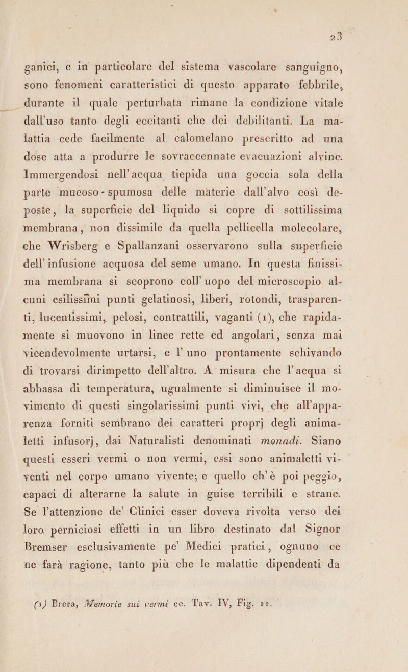 ganici, e in particolare del sistema vascolare sanguigno, sono fenomeni caratteristici di questo apparato febbrile, durante il quale perturbata rimane la condizione vitale dall’uso tanto degli eccitanti che dei debilitanti. La ma¬ lattia cede facilmente al calomelano prescritto ad una dose atta a produrre le sovraccennate evacuazioni alvine. Immergendosi nell’acqua tiepida una goccia sola della parte mucoso - spumosa delle materie dall’alvo così de¬ poste, la superficie del liquido si copre di sottilissima membrana, non dissimile da quella pelliccila molecolare, che Wrisberg e Spallanzani osservarono sulla superficie dell’ infusione acquosa del seme umano. In questa finissi¬ ma membrana si scoprono coll’uopo del microscopio al¬ cuni esilissimi punti gelatinosi, liberi, rotondi, trasparen¬ ti, lucentissimi,, pelosi, contrattili, vaganti (i), che rapida¬ mente si muovono in linee rette ed angolari, senza mai vicendevolmente urtarsi, e 1’ uno prontamente schivando di trovarsi dirimpetto dell’altro. A misura che l’acqua si abbassa di temperatura, ugualmente si diminuisce il mo¬ vimento di questi singolarissimi punti vivi, che all’appa¬ renza forniti sembrano dei caratteri proprj degli anima¬ letti infusorj, dai Naturalisti denominati monadi. Siano questi esseri vermi o non vermi, essi sono animaletti vi¬ venti nel corpo umano vivente; e quello eh’è poi peggio, capaci di alterarne la salute in guise terribili e strane. Se l’attenzione de’ Clinici esser doveva rivolta verso dei loro, perniciosi effetti in un libro destinato dal Signor Bremser esclusivamente pe’ Medici pratici, ognuno ce ne farà ragione, tanto più che le malattie dipendenti da (\) Brera, Memorie sui venni ec. Tav. IV, Big. ir.