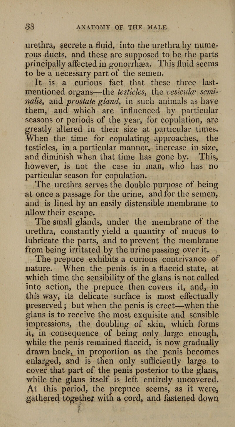 urethra, secrete a fluid, into the urethra by nume¬ rous ducts, and these are supposed to be the parts principally affected in gonorrhaea. This fluid seems to be a necessary part of the semen. It is a curious fact that these three last- mentioned organs—the testicles, the vesiculce semi- nolts, and prostate gland, in such animals as have them, and which are influenced by particular seasons or periods of the year, for copulation, are greatly altered in their size at particular times. When the time for copulating approaches, the testicles, in a particular manner, increase in size, and diminish when that time has gone by. This, however, is not the case in man, who has no particular season for copulation. The urethra serves the double purpose of being at once a passage for the urine, and for the semen, and is lined by an easily distensible membrane to allow their escape. . The small glands, under the membrane of the urethra, constantly yield a quantity of mucus to lubricate the parts, and to prevent the membrane from being irritated by the urine passing over it. The prepuce exhibits a curious contrivance of nature. When the penis is in a flaccid state, at which time the sensibility of the glans is not called into action, the prepuce then covers it, and, in this way, its delicate surface is most effectually preserved; but when the penis is erect—when the glans is to receive the most exquisite and sensible impressions, the doubling of skin, which forms it, in consequence of being only large enough, while the penis remained flaccid, is now gradually drawn back, in proportion as the penis becomes enlarged, and is then only sufficiently large to, cover that part of the penis posterior to the glans, while the glans itself is left entirely uncovered. At this period, the prepuce seems, as it were, gathered together with a cord, and fastened down