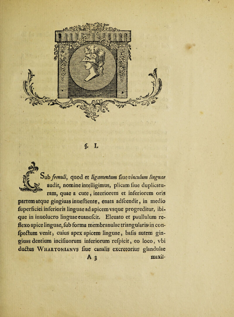 §' h Sub frenuli, quod et ligamentum flue vinculum linguae audit, nomine intelligimus, plicam flue duplicatu¬ ram, quae a cute , interiorem et inferiorem oris partem atque gingiuasinueftiente, enata adfcendit, in medio fuperficiei inferioris linguae ad apicem vsque progreditur, ibi- que in inuolucro linguae euanefcit. Eleuato et paullulum re¬ flexo apice linguae, fub forma membranulae triangularisr in con- (pe&um venit, cuius apex apicem linguae, bafis autem gin- giuasdentium incifluorum inferiorum refpicir, eo loco, vbi duftus Whartonianvs flue canalis excretorius glandulae A 3 maxil-