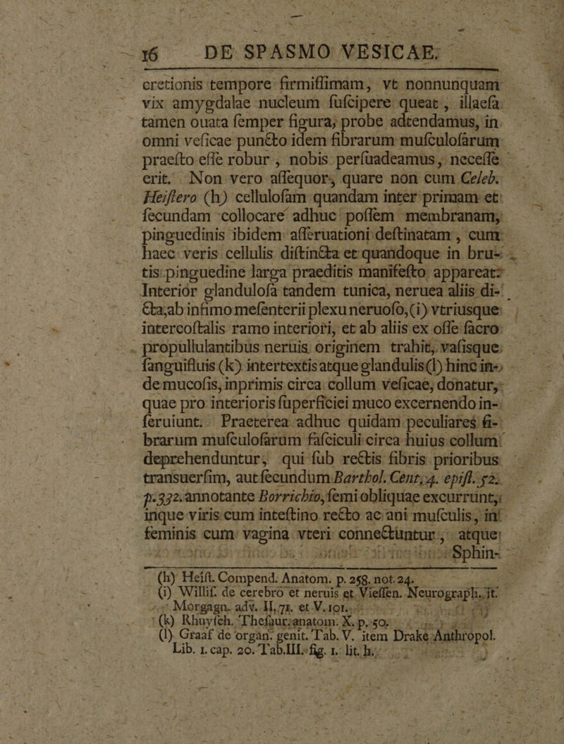 — uc s 16 DE SPASMO NESICAE: cretionis tempore: firmiffimam, vt nonnunquam. vix amygdalae nucleum füfcipere queat , illaefa. tamen ouata femper figura; probe adtendamus, in. omni veficae pun&amp;to idem fibrarum mufculofarum io praeíto effe robur , nobis períüadeamus,, neceffe ' erit. Non vero aequor, quare non cum Ce/eb. Heiflero (h) cellulofaim. quandam inter primam: et: fecundam collocare adhuc: poffem membranam; pinguedinis ibidem afferuationi deftinatam , cun: haec: veris: cellulis diftin&amp;a et:quandoque in bru- tis. pinguedine larga praeditis manifefto. appareat: Interiór glandulofa tandem tunica, neruea aliis di-' Cta;ab infimo mefenterii plexu neruofo,(i) vtriusque intercoftalis ramo interiori, et ab aliis ex ofle facro. - . propullulantibus neruis originem trahit, va(isque. | de mucofis, inprimis circa collum veficae, donatur, quae pro interioris fuperficiei muco excernendo in-: feruiunt. Praeterea adhuc quidam peculiares &amp;-: brarum mufculofarum fafciculi circa huius collum deprehenduntur, qui füb re&amp;is fibris prioribus transuerfim, aut fecundum Barzbol. Cenr;4. epifl.g2..— 1-332. annotante Borricbio,femi obliquae excurrünt, inque viris cum inteftino re&amp;to ac ani mufculis; in! - pts cum adir vteri scie noui atque: -GrH Hei t Csmpend Anatom. .p.258.not24. —— — LU) Willif. de cerebro et neruis et. Viellen. eusousiph Jt n : Morgagn. adv. 1I, 71. et V.101... epo ee 3 ^ | : (i) Rbuyfích. Thefaur;anatom: X. P. QUU da^ (I). Graaf de organ. genit. Tab. V. item Da Aaibropot