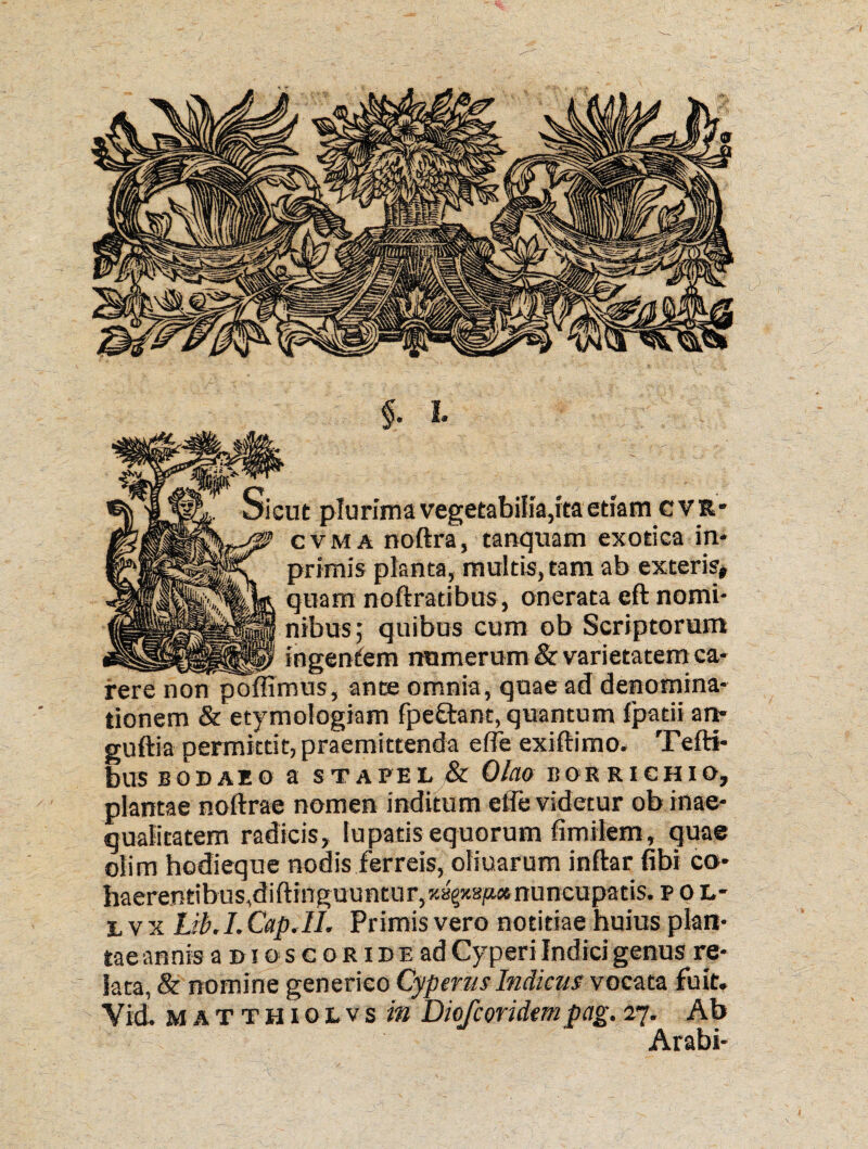 sicut plurima vegetabilia,ita etiam cvr* cvma noftra, tanquam exotica in* primis planta, multis, tam ab exteris* quam noftratibus, onerata eft nomi¬ nibus; quibus cum ob Scriptorum _ ingentem numerum & varietatem ca¬ rere non poffimus, ance omnia, quae ad denomina¬ tionem & etymologiam fpe£tant, quantum fpatii an- guftia permittit, praemittenda e fle exiftimo. Tefti- bUSBODAEO a ST APE L & Olao B0RRICHIO, plantae noftrae nomen inditum effe videtur ob inae¬ qualitatem radicis, lupatis equorum fimilem, quae olim hodieque nodis ferreis, oliuarum inftar fibi co¬ haerentibus, diftinguuntur,x8g*8ja* nuncupatis, p o L- ivx 13.1. Cap.IL Primis vero notitiae huius plan¬ tae annis a n i o s c o r i d e ad Cyperi Indici genus re¬ lata, & nomine generieo Cypenis Indicus vocata fuit, Vid. matthiolvs in Diofcoridem pag. 27. Ab Arabi-