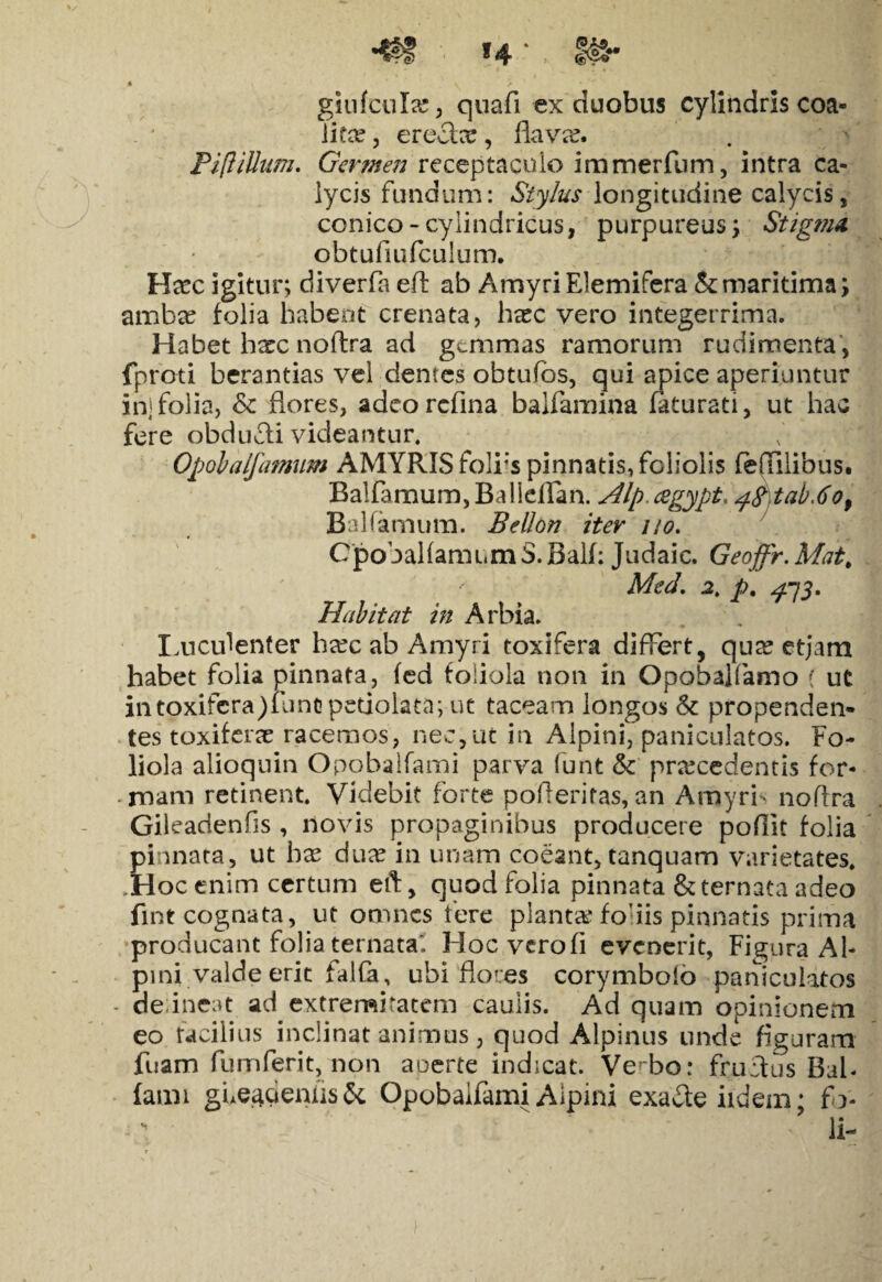 giufculas, quafi ex duobus cylindris coa¬ lita», erecte, flava?. PiftiUum. Germen receptaculo immerfum, intra ca¬ lycis fundum: Stylus longitudine calycis, conico - cylindricus, purpureus ; Stigma obtufiufculum. Haec igitur; diverfa eft ab AmyriElemifera & maritima; amba? folia habent crenata, haec vero integerrima. Habet hxc noftra ad gammas ramorum rudimenta , fproti berantias vel dentes obtufos, qui apice aperiuntur in; folia, & flores, adeo rcfina balfamina faturati, ut hac fere obdufti videantur. Opobalfamum AMYRIS foliis pinnatis, foliolis fenilibus. BalfamumjBalidFan. Alp cegypt, pg tab.6o9 Balfamum. Bellon iter i/o. CpoballamiimS.Balf: Judaic. Geoffr.Mat; Med. 2, p. ^73. Habitat in Arbia. Luculenter ha?cab Amyri coxifera differt, qua? etjara habet folia pinnata, (ed foliola non in Qpobajfamo f ut intoxifcra)funt>petiolata; ut taceam longos & propenden¬ tes toxiferae racemos, nec,ut in Alpini, paniculatos. Fo¬ liola alioquin Opobalfami parva funt & praecedentis for¬ mam retinent. Videbit forte pofteritas, an AmyrF nofixa Gileadenfis , novis propaginibus producere poflit folia pinnata, ut hx dux in unam coeant, tanquam varietates. .Hoc enim certum eft, quod folia pinnata &ternataadeo fint cognata, ut omnes fere planta? foliis pinnatis prima producant folia ternata . Hoc vero fi evenerit, Figura Al¬ pini valde erit falfa, ubi flores corymboio paniculatos - delineat ad extremitatem caulis. Ad quam opinionem eo facilius inclinat animus, quod Alpinus unde figuram fuam fumferit, non aperte indicat. Ve' bo: fructus Bab fami gLeaaenhs&. Opobalfami Alpini exaiteiidem- fo- > ’ li-