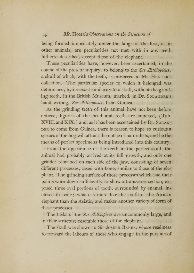 being formed immediately under the fangs of the first, as in other animals, are peculiarities not met with in any teeth hitherto described, except those of the elephant. These peculiarities have, however, been ascertained, in the course of the present inquiry, to belong to the Sus /Ethiopians; a skull of which, with the teeth, is preserved in Mr. Hunter’s collection. The particular species to which it belonged was determined, by its exact similarity to a skull, without the grind¬ ing teeth, in the British Museum, marked, in Dr. Solander’s hand-writing, Sus JEthiopicus, from Guinea. As the grinding teeth of this animal have not been before noticed, figures of the head and teeth are annexed, (Tab. XVIII. and XIX.) and, as it has been ascertained by Dr. Solan- der to come from Guinea, there is reason to hope so curious a species of the hog will attract the notice of naturalists, and be the means of perfect specimens being introduced into this country. From the appearance of the teeth in the perfect skull, the animal had probably arrived at its full growth, and only one grinder remained on each side of the jaw, consisting of seven different processes, cased with bone, similar to those of the ele¬ phant. The grinding surface of those processes which had their points worn down sufficiently to show a transverse section, ex¬ posed three oval portions of tooth, surrounded by enamel, in¬ closed in bone; which is more like the tooth of the African elephant than the Asiatic, and makes another variety of form of these processes. The tusks of the Sus JEthiopicus are uncommonly large, and in their structure resemble those of the elephant. The skull was shown to Sir Joseph Banks, whose readiness to forward the labours of those who engage in the pursuits of