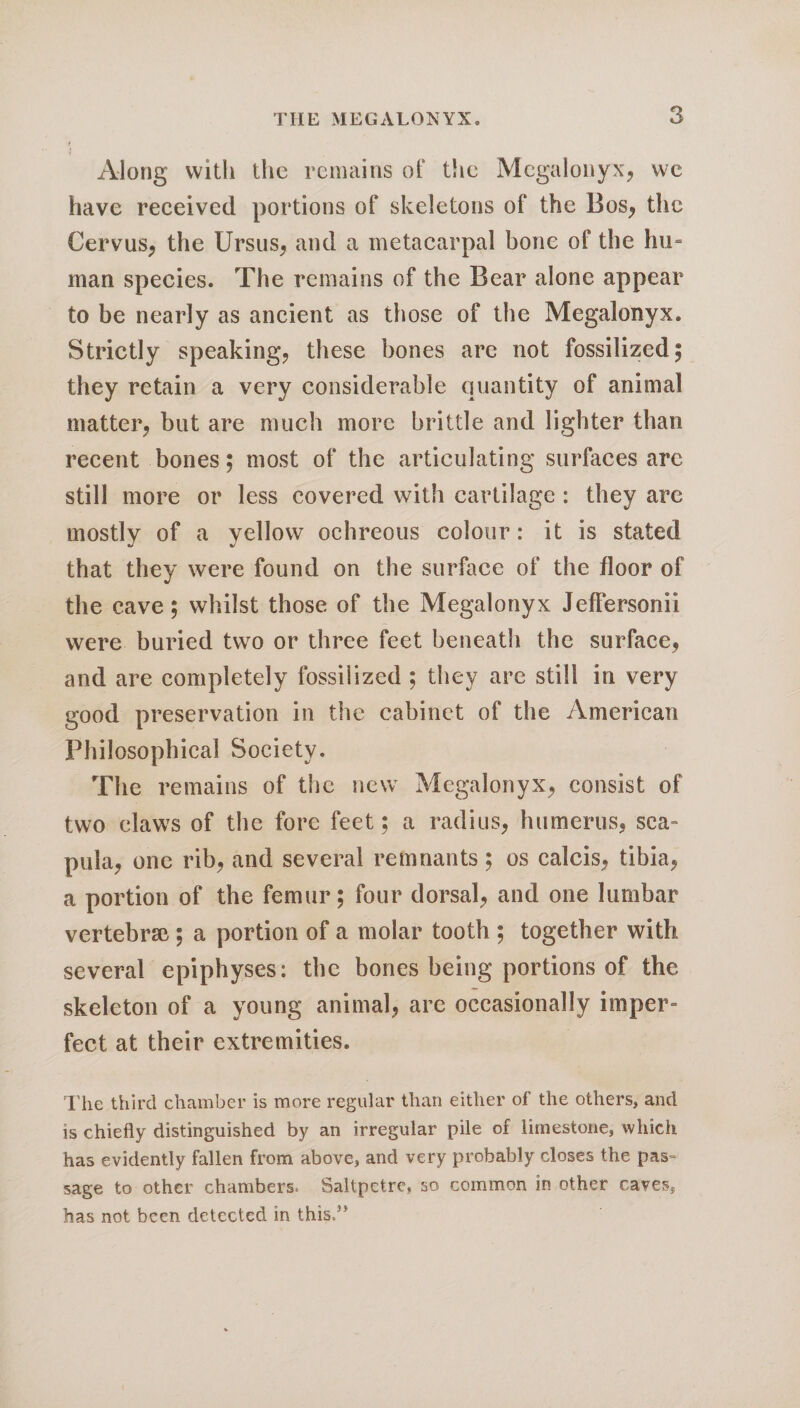 Along with the remains of the Megalonyx, we have received portions of skeletons of the Bos, the Cervus, the Ursus, and a metacarpal bone of the hu¬ man species. The remains of the Bear alone appear to be nearly as ancient as those of the Megalonyx. Strictly speaking, these bones are not fossilized, they retain a very considerable quantity of animal matter, but are much more brittle and lighter than recent bones; most of the articulating surfaces are still more or less covered with cartilage : they are mostly of a that they were found on the surface of the floor of the cave; whilst those of the Megalonyx JefFersonii were buried two or three feet beneath the surface, and are completely fossilized ; they are still in very good preservation in the cabinet of the American Philosophical Society. yellow ochreous colour: it is stated The remains of the new Megalonyx, consist of two claws of the fore feet; a radius, humerus, sca¬ pula, one rib, and several remnants ; os calcis, tibia, a portion of the femur; four dorsal, and one lumbar vertebrae; a portion of a molar tooth ; together with several epiphyses: the bones being portions of the skeleton of a young animal, are occasionally imper¬ fect at their extremities. The third chamber is more regular than either of the others, and is chiefly distinguished by an irregular pile of limestone, which has evidently fallen from above, and very probably closes the pas¬ sage to other chambers. Saltpetre, so common in other caves* has not been detected in this/’3