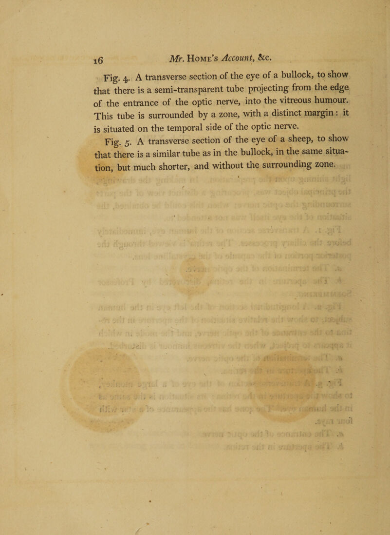 Mr. Home’s Account, &amp;c. jrjg. A transverse section of the eye of a bullock, to show that there is a semi-transparent tube projecting from the edge of the entrance of the optic nerve, into the vitreous humour. This tube is surrounded by a zone, with a distinct margin: it is situated on the temporal side of the optic nerve. Fig- 5- A transverse section of the eye of a sheep, to show that there is a similar tube as in the bullock, in the same situa¬ tion, but much shorter, and without the surrounding zone.