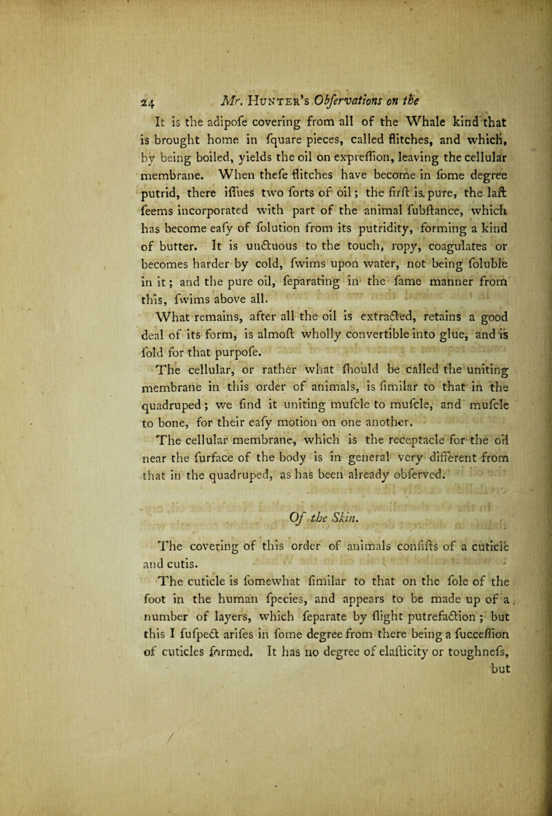 It is the adipofe covering from all of the Whale kind’that is brought home in fquare pieces, called flitches, and which, bv being boiled, yields the oil on expreflion, leaving the cellular membrane. When thefe flitches have become in fome degree putrid, there ifllies two forts of oil; the firft impure, the laffc feems incorporated with part of the animal fubllance, which has become eafy of folution from its putridity, forming a kind of butter. It is unCtuous to the touch, ropy, coagulates or becomes harder by cold, fwims upon water, not being folubie in it; and the pure oil, feparating in the fame manner from this, fwims above all. What remains, after all the oil is extracted, retains a good deal of its form, is almoft wholly convertible into glue, and Is fold for that purpofe. The cellular, or rather what fhould be called the uniting membrane in this order of animals, is f milar to that in the quadruped; v/e find it uniting mufcle to mufcle, and mufcle to bone, for their eafy motion on one another. The cellular membrane, which is the receptacle for' the oil near the furface of the body is in general very different from that in the quadruped, as has been already obferved; Of the Shin. The covering of this order of animals confifls of a cuticle and cutis. The cuticle is fomewhat fimilar to that on the foie of the foot in the human fpecies, and appears to be made up of a number of layers, which feparate by flight putrefaction ; but this I fufpeCt arifes in fome degree from there being a fuccefiion of cuticles formed. It has no degree of elafticity or toughnefs, but