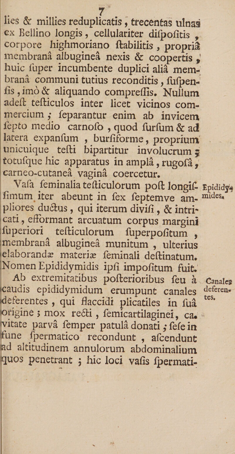lies & millies reduplicatis, trecentas ulnas ex Beilino longis, cellulariter difpofitis , corpore highmoriano ftabilitis 5 propria membrana albuginea nexis & coopertis , huic fuper incumbente duplici alia mem¬ brana communi tutius reconditis, fufpen-: iis, imo & aliquando compreffis. Nullum adeft tefticulos inter licet vicinos com¬ mercium ,• feparantur enim ab invicem iepto medio carnofo , quod furfum & adi latera expanfum , buriiforme, proprium unicuique tefti bipartitur involucrum; totufque hic apparatus in ampla, rugofa , carneo-cutanea vagina coercetur. ^ Vafa feminalia tefticulorum poft longif- Epididy^ fimum iter abeunt in fex feptemve am-mides* pliores ductus , qui iterum divifi, & intri¬ cati, efformant arcuatum corpus margini jfuperiori tefticulorutn fuperpofitum , :membrana albuginea munitum , ulterius 'elaboranda; materia; feminali deftinatum. 'Nomen Epididymidis ipii impofitum fuit. Ab extremitatibus pofterioribus feu a Canales •caudis epididymidum erumpunt canales deferea' •deferentes , qui flaccidi plicatiles in fua tes‘ •origine > mox redii, femicartilaginei, ca. •vitate parva femper patula donati ,• fefe in fune fpermatico recondunt , afcendunt ad altitudinem annulorum abdominalium quos penetrant 5 hic loci vafis Ipermati-
