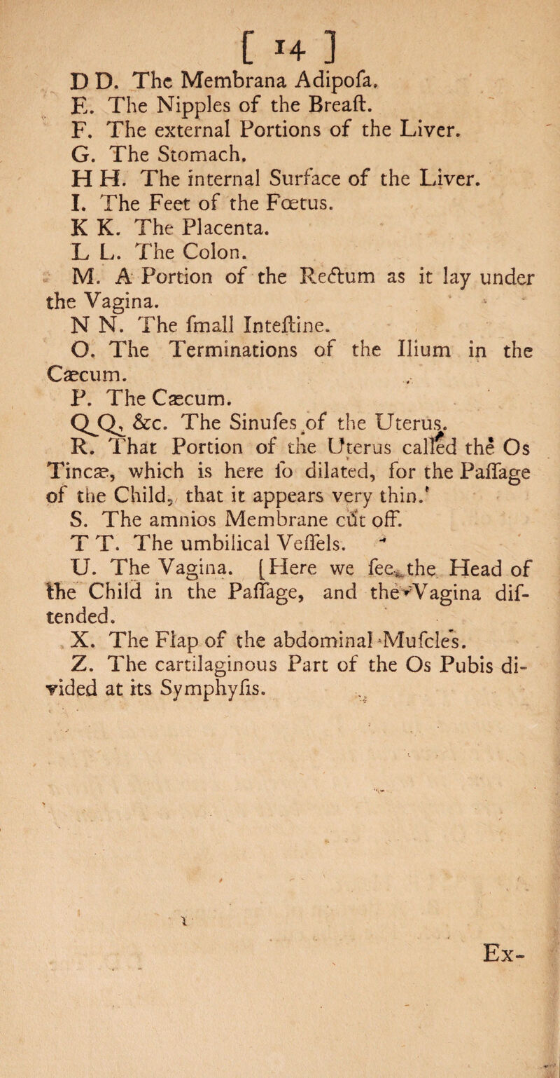 [ *4 ] D D. The Membrana Adipofa, E. The Nipples of the Bread. F. The external Portions of the Liver. G. The Stomach. H H. The internal Surface of the Liver. I. The Feet of the Foetus. K K. The Placenta. L L. The Colon. M. A Portion of the Reftum as it lay under the Vagina. N N. The fmall Intedine. O. The Terminations of the Ilium in the Caecum. P. The Caecum. &c. The Sinufes of the Uterus. R. That Portion of the Uterus called the Os Tinea?, which is here lb dilated, for the Paflage of the Child, that it appears very thin/ S. The amnios Membrane ciSt off. T T. The umbilical VefTels. U. The Vagina. [Here we fee,, the Head of Ihe Child in the Padage, and the>Vagina dif- tended. X. The Flap of the abdominal ^Mufcles. Z. The cartilaginous Part of the Os Pubis di¬ vided at its Symphyfis.