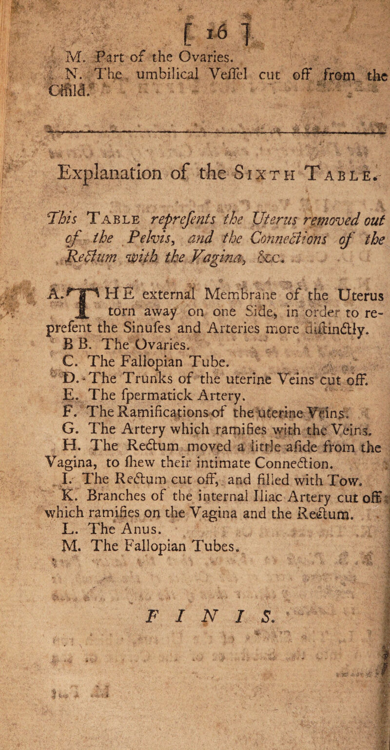 M. Part of the Ovaries. N. The umbilical Veffel cut off from the Explanation of the Sixth Table. \i his Table reprefents the Uterus removed out of the Pelvis, and the Connexions of the . ReXum with the Vagina, &c. A.^l^HE external Membrane of the Uterus JL torn away on one Side, in order to re~ prefent the Sinufes and Arteries more dutmdtly. B B. The Ovaries. C. The Fallopian Tube. D. -The Trunks of the uterine Veins cut off. E. The fpermatick Artery. F. The Ramifications of the uterine Veins . G. The Artery which ramifies with the Veins. H. The Redtum moved a little afide from the Vagina, to fhew their intimate Connection. I. The Redtum cut off,, and filled with Tow. K. Branches of the internal Iliac Artery cut off which ramifies on the Vagina and the Redtum. L. The Anus. M. The Fallopian Tubes.