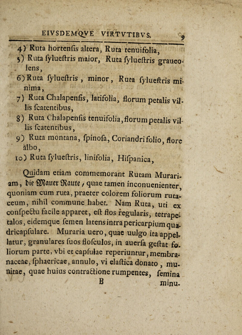 4) Ruta hortenfis altera, Ruta tenuifolia^ 5) Ruta fylueftris maior, Ruta fylueftris graueo- lens, 6) Ruta fylueftris, minor, Ruta fylueftris mi- nima, 7) Ruta Chalapenfis, latifolia, florum petalis viJ» lis fcatentibus, 8) Ruta Chalapenfis tenuifolia,florumpetalis vil¬ lis fcatentibus, 9) Ruta montana, fpinofa, Coriandri folio, flore albo, - ^ 10) Ruta fylueftris, linifolia, Hifpanica, Quidam etiam commemorant Rutam Murari- am, fcie €U?auet* iKaute , quae tamen inconuenienter quoniam cum ruta, praeter colorem foliorum ruta- ceum, nihil commune habet. Nam Ruta, uti ex confpeau facile apparet, eft flos regularis, tetrape- talos, eidemque femen latens intrapericarpium qua- dricapfulare. Muraria uero, quae uulgo ita appel¬ latur, granulares fuos flofculos, in auerfa geftat fo. liorum parte, vbi etcapfulae reperiuntur,membra¬ naceae, Iphaericae, annulo, vi elaftica donato mu¬ nitae, quae huius contraftione rumpentes, femina B minu-