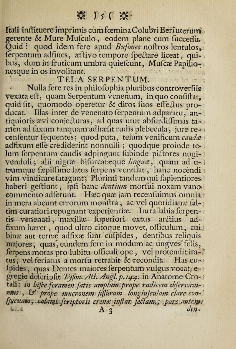 & J f ( & * Itali inftituere imprimis cumfoeminaColufeiBerruteratn gerente & Mare Mufculo, eodem plane cum fucceflu. Quid ? quod idem fere apud Bufones noftros lentulos, ferpentum adfines, ^flivo tempore fpectare liceat, qui¬ bus, dum in fruticum umbra quiefcunt, Mufcse Papilio¬ nesque in os involitant. ' , ! * TELA SERPENTUM. - ; Nulla fere res in philofophia pluribus controverfiis vexata eft, quam Serpentum venenum, in quo confidat, auidfit, quomodo operetur & diros fuos effeTus pro- ucat. Illas inter de venenato ferpentum adparatu, an¬ tiquioris aevi conjecturas, ad quas utut abfurdifiimas ta- nlen ad laxum tanquam adhaefit rudis plebecula, jure re- > cenfentur fequentes; quod puta, telum venificum caudee adfixum elle crediderint nonnulli ; quodque proinde te¬ lum ferpentum caudis adpingunt fubinde pictores nugi- venduli; alii nigrae bifurcatacque lingua, quam ad u-■; tr-umque fepiflime latus ferpens ventilat, hanc nocendi : vim vindicare fatagunt; Plurimi tandem qui lapientiores haberi geftiunt, ipfi hanc dentium morfui noxam vano- commento adferunt. Haec quae jam recenfuimus omnia ) in mera abeunt errorum monftra, ac vel quotidianae lal- tim curatiori repugnant 'experiendae. Intra labia ferpen- tis venenari, maxillae fuperiori extus ardius ad¬ fixum haeret, quod ultro citoque movet, officulum, cuij binae aut ternae adfixae funt cufpides, dentibus reliquis majores, quas, eundem fere in modum ac ungves felis, ferpens motas pro lubitu ofiiculi ope , vel protendit ira-7 tus, vel feriatus a morfu retrahit- & recondit. Hascu- * Ipides, quas Dentes majores ferpentum vulgus vocat, e- gregie delcripfit Tyfon. AB. Angi. p. 144. in Anatome Cro- ; tali: in bifee foramen fatis amplum prope radicem obfervavi* > rmiS y prope mucronem fijjiiram longinj'cnlam clare con~ ' fpicuam7 .calavii feripiorii crena inftar feclampars autem/ --i A 3 dm-