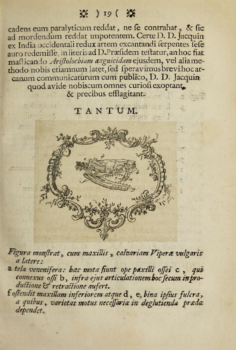 cadens eum paralyticum reddat, ne fe contrahat^ & fic ad mordendum reddat impotentem. Certe D. D.JacquIn ex India occidentali redux artem excantandi ferpentes fefe auro re dem Ille, in literis ad D.Pr#fidem teftatur,anhoc fiat, mafticando Ariftolocbiam anguicidam ejusdem, yel alia me¬ thodo nobis etiamnum latet, fed fperavimus brevihoc ar¬ canum communicaturum cum publico, D. D. Jacquin quod, avide no bis cum omnes curiofi exoptant^ & precibus, efflagitant* T A N T U M; ’ Figura monflrat y cum maxillis , calvariam Vipera: vulgaris* a Liter e:. & tela veneniferahac inota fiunt ope paxilli ojfei c , qui connexus offi b, infra ejus articulationem hoc fecum iftpro^ duSlione retra&ione aufert.. f 'offendit maxillam inferiorem atque d, e, bina ip/iiis fulcra,> a quibus; r varietas motus necejfaria in deglutienda preeda dependet„