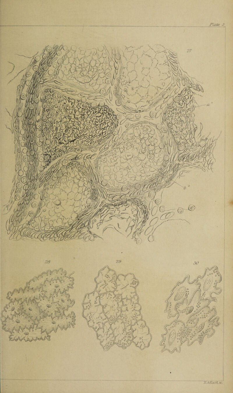 !W 551 %(a ^ms& ■mmm JLAcD.ard.8c. I*laie J *