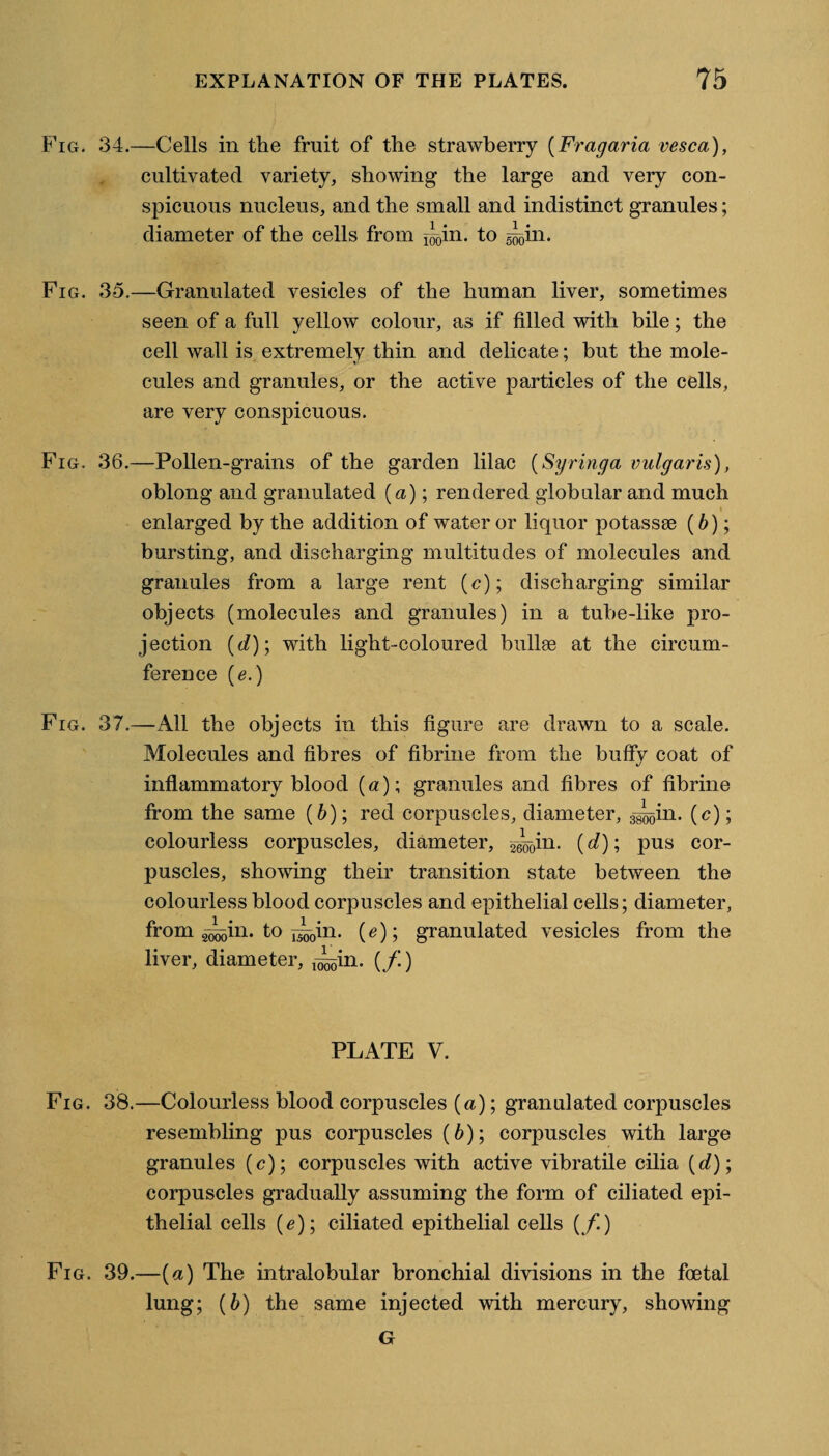 Fig. 34.—Cells in the fruit of the strawberry (Frag aria vesca), cultivated variety, showing the large and very con¬ spicuous nucleus, and the small and indistinct granules; diameter of the cells from ^in. to 5^0in. Fig. 35.—Granulated vesicles of the human liver, sometimes seen of a full yellow colour, as if filled with bile; the cell wall is extremely thin and delicate; but the mole¬ cules and granules, or the active particles of the cells, are very conspicuous. Fig. 36.—Pollen-grains of the garden lilac (Syringa vulgaris), oblong and granulated {a); rendered globular and much enlarged by the addition of water or liquor potassse (b); bursting, and discharging multitudes of molecules and granules from a large rent (c); discharging similar objects (molecules and granules) in a tube-like pro¬ jection (d); with light-coloured bullae at the circum¬ ference (e.) Fig. 37.—All the objects in this figure are drawn to a scale. Molecules and fibres of fibrine from the huffy coat of inflammatory blood (a); granules and fibres of fibrine from the same (6); red corpuscles, diameter, 3-^in. (c); colourless corpuscles, diameter, j^in. (d); pus cor¬ puscles, showing their transition state between the colourless blood corpuscles and epithelial cells; diameter, from g-Q^in. to ^00in. (e); granulated vesicles from the liver, diameter, ^in. ( f) PLATE V. Fig. 38.—Colourless blood corpuscles (a); granulated corpuscles resembling pus corpuscles (b); corpuscles with large granules (c); corpuscles with active vibratile cilia {d); corpuscles gradually assuming the form of ciliated epi¬ thelial cells (e)\ ciliated epithelial cells (/.) Fig. 39.—(a) The intralobular bronchial divisions in the foetal lung; (b) the same injected with mercury, showing G