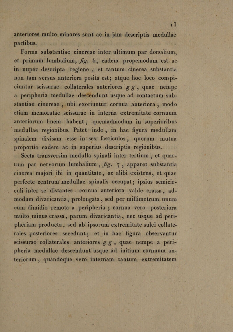 ahteriores multo minores sunt ac in jam deseriptis niedullae partibus, Forma substantiae cinereae inter ultimum par dorsalium, et primum lumbalium, fg. 6, eadem | propemodum est. ac in nuper descripta regione , et tantum cinerea substantia non tam versus anteriora posita est; atque- hoc loco conspi- ciuntur scissurae collaterales anteriores g 4, quae nempe a peripheria medullae descendunt usque ad contactum sub- stantiae cinereae , ubi exoriuntur cornua anteriora ; modo etiam. memoratae scissurae in interna extremitate cornuum anteriorum. finem habent, quemadmodum in superioribus medullae regionibus. Patet. inde , in hac figura medullam spinalem divisam esse in sex fasciculos, quorum mutua - proportio eadem ac in superius descriptis. regionibus. .Secta transversim medulla spinali inter tertium , et quar- tum par nervorum lumbalium , fg. 7 , apparet substantia - cinerea majori ibi in quanütate, ac alibi existens, et quae perfecte centrum medullae spinalis occupat; ipsius semicir- culi inter se distantes: cornua anteriora valde crassa, ad- modum divaricantia, prolongata, sed per millimetrum unum cum dimidio remota a peripheria ; cornua vero posteriora multo minus crassa, parum divaricantia, nec usque ad peri- pheriam producta, sed ab ipsorum extremitate sulci collate- rales posteriores secedunt; et in hac figura observantur scissurae. collaterales. anteriores &amp; 2? , quae, nempe a peri- pheria medullae descendunt usque ád initium. cornuum an- teriorum , quandoque vero internam tantum extremitatem