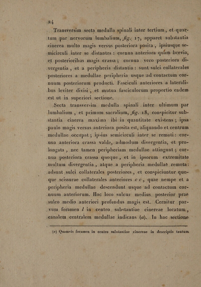 :24 - 'Transversim secta medulla spinali Inter tertium ,.et.quar- tum par nervorum lumbalium, Jig. 17, apparet substantia cinerea multo magis versus posteriora posita, ipsiusque se- amicirculi inter se distantes : cornua anteriora quám brevia, et posterioribus magis crassa; cornua. vero posteriora di- vergenUa , et a peripheria distantia : sunt sulci. collaterales posteriores a medullae peripheria usque:ad contactum 'cor- nuum posteriorum producti. Fasciculi. anteriores :a laterali- bus leviter divisi , et mutua fasciculorum proportio eadem .est ut Jn superiori. seclione. Secta transversim. medulla eH inter ultimum par lumbalium , et primum. sacralium, £g. 18, conspicitur sub- stantia cinerea maxima ibi in quantitate existens ; ipsa: -paulo magis versus anteriora. posila est, aliquando et centrum - medullae occupat; ipsius semicirculi inter se remoli.: cor- nua anteriora crassa valde, admodum divergentia, «et. pro- longata , nec tamen peripheriam: medullae attingunt ; cor- nua posteriora crassa quoque , et in ipsorum extremitate multum divergentia , alque a peripheria medullae .remota: .adsunt.sulci collaterales posteriores , et conspiciuntur quo- que .scissurae collaterales anteriores c c, quae nempe et a .peripheria. medullae descendunt usque ad contactum cor- .nuum anteriorum. [IIoc loco sulcus medius. posterior prae .suleo medio anteriori profundus magis est.. Cernitur | par- .vum foramen 7 in centro, substantiae cinereae locatum, canalem centralem medullae indicans (ag). In hac.sécuone Y (a) Quamvis foramen in centro substantiae cinereae in descriptis tantum