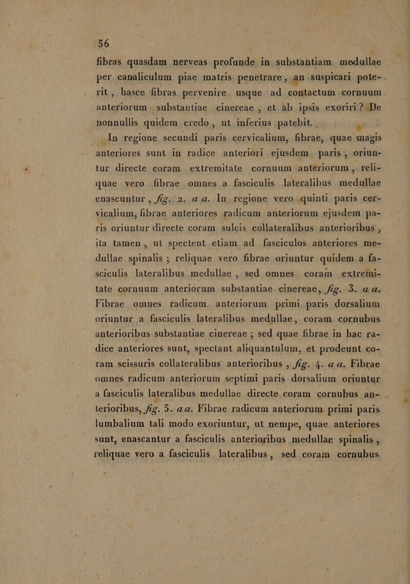 fibras quasdam nerveas profunde in substantiam medullae. per. canaliculum | piae matris: penetrare , an suspicari pote- rit, hasce fibras pervenire usque ad contactum cornuum. anteriorum | substantiae | cinereae , et ab ipsis exoriri ?. De nonnullis quidem credo , ut inferius patebit. | .— .In regione secundi paris cervicalium, fibrae, quae magis anteriores sunt in radice anteriori ejusdem paris , oriun- tur directe coram extremitate cornuum. anteriorum ,. reli- quae vero fibrae omnes a fasciculis lateralibus . medullae enascuntur, /fg. 2. a a. In regione vero quinti paris cer- vicalium, fibrae anteriores radicum anteriorum ejusdem pa- ris oriuntur directe coram sulcis collateralibus anterioribus j )a tamen , ut spectent eliam ad fasciculos anteriores me- dullae spinalis ; reliquae vero fibrae oriuntur quidem a fa- sciculis lateralibus medullae , sed omnes. coram extremi- tate cornuum anteriorum substantiae cinereae, frg. 3. « a. Fibrae omnes radicum anteriorum primi paris dorsalium oriuntur a fasciculis lateralibus medullae, coram. cornubus anterioribus.substantiae cinereae ; sed quae fibrae in hac ra- dice anteriores sunt, spectant aliquantulum, et prodeunt co- ram scissuris collateralibus anterioribus , Jig. 4. a a. Fibrae omnes radicum anteriorum septimi paris dorsalium oriuntur. a fasciculis lateralibus medullae directe coram cornubus an- terioribus, fig. 5. aa. Vibrae radicum anteriorum primi paris lumbalium tali modo exoriuntur, ut nempe, quae. anteriores sunt, enascantur a fasciculis anterioribus medullae spinalis reliquae vero a fasciculis lateralibus, sed coram cornubus -