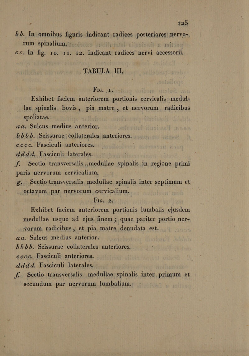 bb. In omnibus figuris indicant radiees posteriores! nervo- rum spinalium.:: | cc. In fig. 10. 11. 12. indidadd radices nervi accessorii. TABULA 41ll. Fre dias Exhibet faciem anteriorem portionis dires medul- lae spinalis. bovis, pia matre, et nervorum radicibus spoliatae. aG. Sulcus medius aped bbb. Scissurae ; collaterales anteriores. cccc. Fasciculi anteriores. dddd. Fasciculi laterales. J: Sectüo transversalis ,, medullae spinalis in regione primi paris nervorum cervicalium. g.. Sectio transversalis medullae spinalis inter septimum et octavum par nervorum cervicalium. | | Fic. 2. Exhibet faciem anteriorem portionis lumbalis ejusdem medullae usque ad ejus finem ; quae pariter portio ner- .'vorum radicibus, et pia matre denudata est. | aa. Sulcus medius anterior. bbbb. Scissurae collaterales anteriores. cccc. Fasciculi anteriores. dddd. Vasciculi laterales. JK:. Sectio transversalis medullae spinalis inter primum et secundum par nervorum lumbalium..