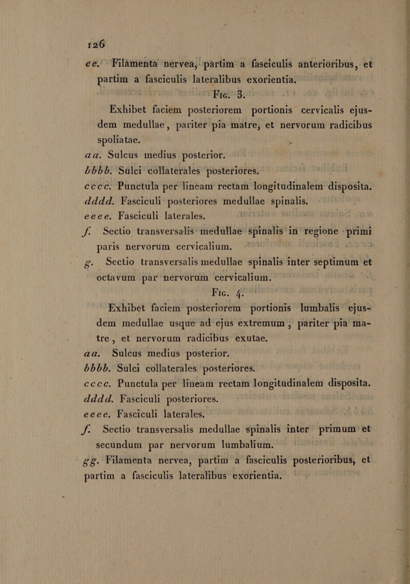 ^Filàmenta nervea, partim a fasciculis papi et quail a fasciculis lateralibus exorientia. C Fic. 3. Exhibet faciem posteriorem portionis cervicalis ejus- dem medullae, pariter pia matre, et nervorum radicibus spoliatae. k aa. Sulcus medius posterior. bbbb. Sülci collaterales posteriores. cccc. Punctula per lineam rectam longitudinalem aiipósicd dddd. Vasciculi posteriores medullae spinalis. eeee, Fasciculi laterales. A6: MOS: f. Sectio transversalis: medullae in. s in Clo primi paris nervorum cervicalium. | £g. Sectio transversalis medullae spinalis Inter septimum et octavum .par nervorum cervicalium. | . Fic. 4. u | Exhibet faciem posteriorem portionis. lumbalis ejus- dem medullae usque ad ejus extremum , pariter pia ma- tre, et nervorum radicibus exutae. aa. Sulcus medius posterior. bbbb. Sulci collaterales posteriores. cccc. Punctula per lineam rectam longitudinalem disposita. dddd. Fasciculi posteriores. eeee, Fasciculi laterales. J: Sectio transversalis medullae spinalis inter primum et secundum par nervorum lumbalium. &amp;g. Filamenta nervea, partim a fasciculis posterioribus, et partim a fasciculis lateralibus exorientia. ^^ acht aea allie! S XL