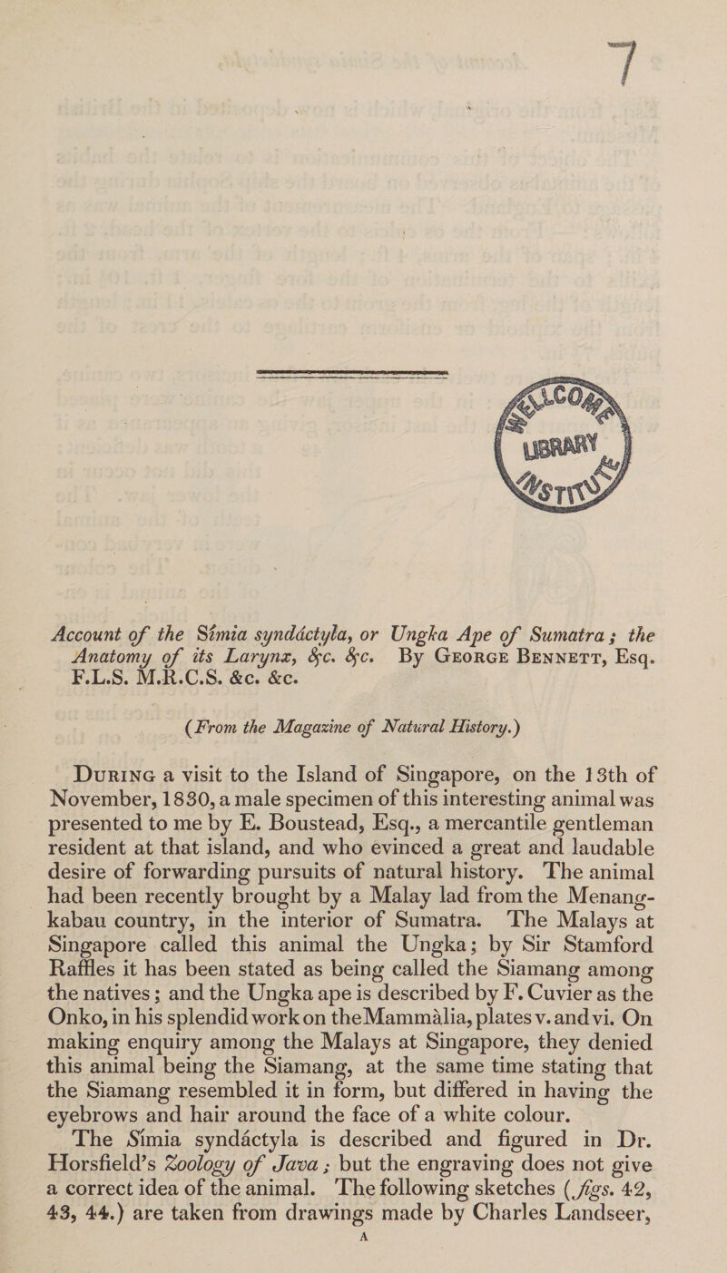 / vt Account of the Simla syndactyla, or UngJca Ape of Sumatra ; the Anatomy of its Larynx, Sec. See. By George Bennett, Esq. F.L.S. M.R.C.S. &c. &c. (From the Magazine of Natural History.) During a visit to the Island of Singapore, on the 13th of November, 1830, a male specimen of this interesting animal was presented to me by E. Boustead, Esq., a mercantile gentleman resident at that island, and who evinced a great and laudable desire of forwarding pursuits of natural history. The animal had been recently brought by a Malay lad from the Menang- kabau country, in the interior of Sumatra. The Malays at Singapore called this animal the Ungka; by Sir Stamford Raffles it has been stated as being called the Siamang among the natives; and the Ungka ape is described by F. Cuvier as the Onko, in his splendid work on theMammalia, plates v. and vi. On making enquiry among the Malays at Singapore, they denied this animal being the Siamang, at the same time stating that the Siamang resembled it in form, but differed in having the eyebrows and hair around the face of a white colour. The *Slmia syndactyla is described and figured in Dr. Horsfield’s Zoology of Jam; but the engraving does not give a correct idea of the animal. The following sketches (fgs. 42, 43, 44.) are taken from drawings made by Charles Landseer, A