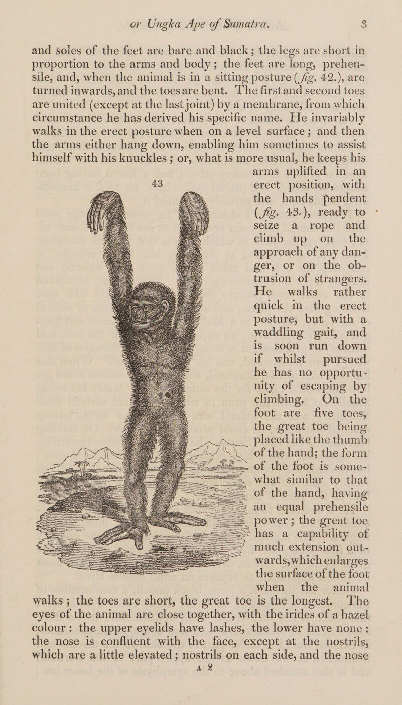 and soles of the feet are bare and black; the legs are short in proportion to the arms and body; the feet are long, prehen¬ sile, and, when the animal is in a sitting posture (Jig* 42.), are turned inwards, and the toes are bent. The firstand second toes are united (except at the last joint) by a membrane, from which circumstance he has derived his specific name. Fie invariably walks in the erect posture when on a level surface ; and then the arms either hang down, enabling him sometimes to assist himself with his knuckles ; or, what is more usual, he keeps his arms uplifted in an erect position, with the hands pendent (Jig* 43.), ready to seize a rope and climb up on the approach of any dan¬ ger, or on the ob¬ trusion of strangers. He walks rather quick in the erect posture, but with a waddling gait, and is soon run down if whilst pursued he has no opportu¬ nity of escaping by climbing. On the foot are five toes, the great toe being- placed like the thumb of the hand; the form of the foot is some¬ what similar to that of the hand, having an equal prehensile power ; the great toe has a capability of much extension out¬ wards, which enlarges the surface of the foot when the animal walks ; the toes are short, the great toe is the longest. The eyes of the animal are close together, with the irides of a hazel colour : the upper eyelids have lashes, the lower have none ; the nose is confluent with the face, except at the nostrils, which are a little elevated; nostrils on each side, and the nose