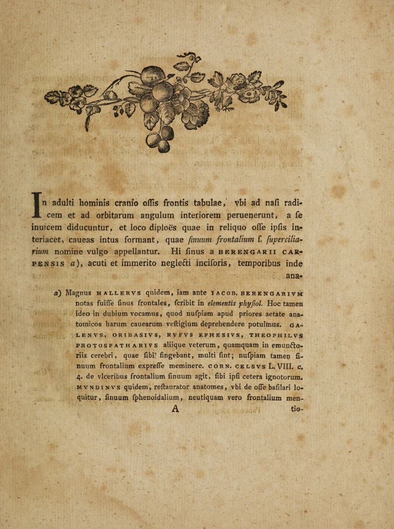 In adulti hominis cranio offis frontis tabulae,' vbi ad nafi radi¬ cem et ad orbitarum angulum interiorem peruenerunt, a fe inuicem diducuntur, et loco diploes quae in reliquo ofle ipfis in- teriacet, caueas intus formant, quae finuum frontalium f. /upercilia- rium nomine vulgo appellantur. Hi finus a berengarii car¬ pe n sis a), acuti et immerito neglefti inciforis, temporibus inde ana- a) Magnus hallekvs quidem, iam ante iacob. berengarivm notas fuifte finus frontales, fcribit in elementis phyfiol. Hoc tamen ideo in dubium vocamus, quod nufpiam apud priores aetate ana¬ tomicos harum cauearum veftigium deprehendere potuimus, ga- LENVS, ORIBASIVS, RVFVS EPHESIVS, THEOPHILVS protospatharivs aliique veterum, quamquam in emuncto¬ riis cerebri, quae fibi? fingebant, multi fint; nufpiam tamen li- nuum frontalium exprefle meminere, corn. celsvs L. VIII. c, 4. de vlceribus frontalium finuum agit, fibi ipfi cetera ignotorum. mvndinvs quidem, reftaurator anatomes, vbi de offe bafilari lo¬ quitur, finuum fphenoidalium, neutiquam vero frontalium men- A tio~