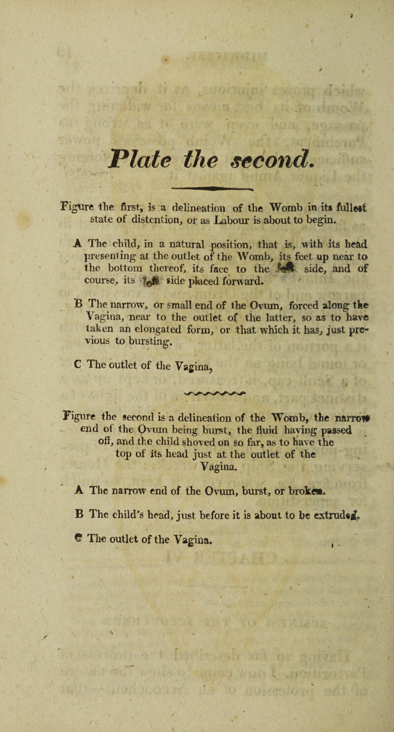 ) / I Plate the second. Figure the first, is a delineation of the Womb in its fullest state of distention, or as Labour is about to begin. A The child, in a natural position, that is, with its head presenting at the outlet of the Womb, its feet up near to the bottom thereof, its face to the JhM- side, and of course, its fgjj| side placed forward. B The narrow, or small end of the Ovum, forced along the Vagina, near to the outlet of the latter, so as to have taken an elongated form, or that which it has, just pre¬ vious to bursting. C The outlet of the Vagina^ Figure the second is a delineation of the Womb, the narrofi end ot the Ovum being burst, the fluid having passed off, and the child shoved on so far, as to have the top of its head just at the outlet of the Vagina. A The narrow end of the Ovum, burst, or broken. B The child’s head, just before it is about to be extrudsjf, © The outlet of the Vagina.