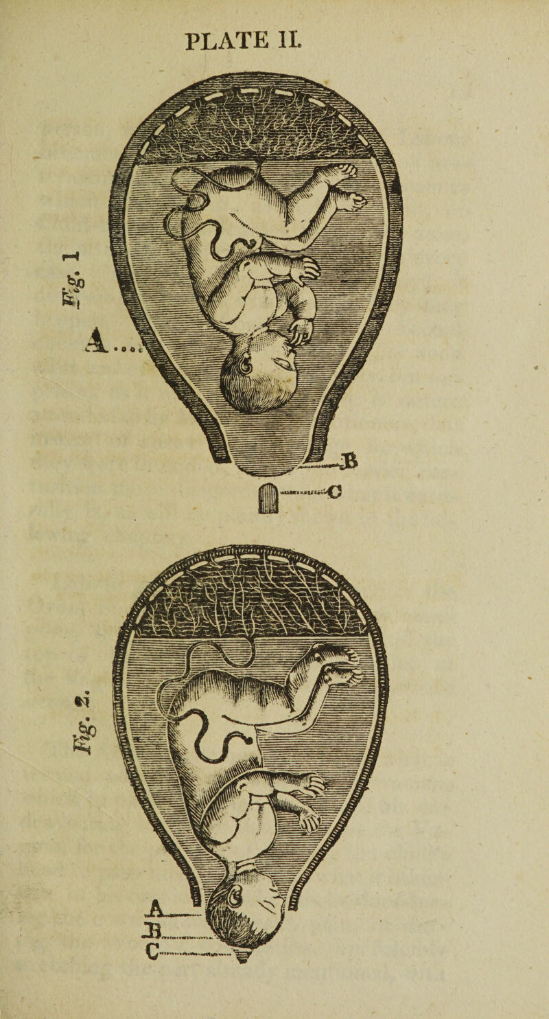 Fig. 2. rw F* 1 PLATE 1L