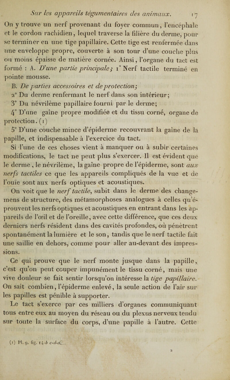 On y trouve un nerf provenant du foyer commun, l’encéphale et le cordon rachidien, lequel traverse la filière du derme, pour se terminer en une tige papillaire. Cette tige est renfermée dans une enveloppe propre, couverte à son tour d’une couche plus ou moins épaisse de matière cornée. Ainsi, l’organe du tact est formé : A. D'une partie principale; i° Nerf tactile terminé en pointe mousse. B. De parties accessoires et de protection; 2° Du derme renfermant le nerf dans son intérieur; 3° Du névrilème papillaire fourni par le derme; 4° D’une gaine propre modifiée et du tissu corné, organe de protection. ( i ) 5° D’une couche mince d’épiderme recouvrant la gaine de la papille, et indispensable à l’exercice du tact. Si l’une de ces choses vient à manquer ou à subir certaines modifications, le tact ne peut plus s’exercer. Il est évident que le derme , le névrilème, la gaine propre de l’épiderme, sont aux nerfs tactiles ce que les appareils compliqués de la vue et de l’ouïe sont aux nerfs optiques et acoustiques. On voit que le nerf tactile, subit dans le derme des change- mens de structure, des métamorphoses analogues à celles qu’é¬ prouvent les nerfs optiques et acoustiques en entrant dans les ap¬ pareils de l’œil et de l’oreille, avec cette différence, que ces deux derniers nerfs résident dans des cavités profondes, où pénètrent spontanément la lumière et le son, tandis que le nerf tactile fait une saillie en dehors, comme pour aller au-devant des impres¬ sions. Ce qui prouve que le nerf monte jusque dans la papille, c’est qu’on peut couper impunément le tissu corné, mais une vive douleur se fait sentir lorsqu’on intéresse la tige papillaire. On sait combien, l’épiderme enlevé, la seule action de l’air sur les papilles est pénible à supporter. Le tact s’exerce par ces milliers d’organes communiquant tous entre eux au moyen du réseau ou du plexus nerveux tendu sur toute la surface du corps, d’une papille à l’autre. Cette (i) PI. 9. fig. 1 ty-b c-tha.