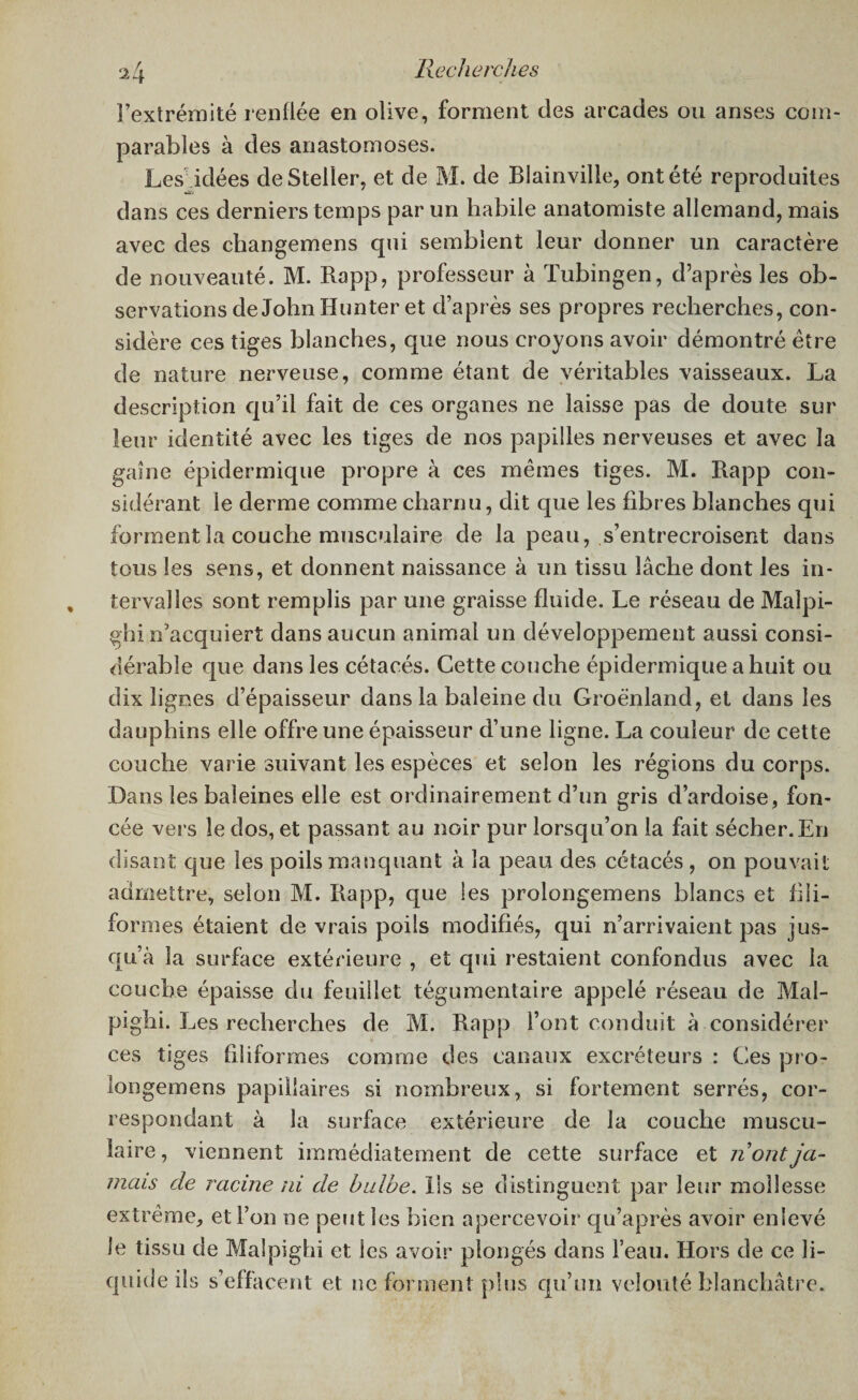 2l\ l’extrémité renflée en olive, forment des arcades ou anses com¬ parables à des anastomoses. Les idées deSteller, et de M. de Blainville, ont été reproduites dans ces derniers temps par un habile anatomiste allemand, mais avec des changemens qui semblent leur donner un caractère de nouveauté. M. Rapp, professeur à Tubingen, d’après les ob¬ servations de John Hunter et d’après ses propres recherches, con¬ sidère ces tiges blanches, que nous croyons avoir démontré être de nature nerveuse, comme étant de véritables vaisseaux. La description qu’il fait de ces organes ne laisse pas de doute sur leur identité avec les tiges de nos papilles nerveuses et avec la gaine épidermique propre à ces mêmes tiges. M. Rapp con¬ sidérant le derme comme charnu, dit que les fibres blanches qui forment la couche musculaire de la peau, s’entrecroisent dans tous les sens, et donnent naissance à un tissu lâche dont les in¬ tervalles sont remplis par une graisse fluide. Le réseau de Malpi- ghi n’acquiert dans aucun animal un développement aussi consi¬ dérable que dans les cétacés. Cette couche épidermique a huit ou dix lignes d’épaisseur dans la baleine du Groenland, et dans les dauphins elle offre une épaisseur d’une ligne. La couleur de cette couche varie suivant les espèces et selon les régions du corps. Dans les baleines elle est ordinairement d’un gris d’ardoise, fon¬ cée vers le dos, et passant au noir pur lorsqu’on la fait sécher. En disant que les poils manquant à la peau des cétacés, on pouvait admettre, selon M. Rapp, que les prolongemens blancs et fili¬ formes étaient de vrais poils modifiés, qui n’arrivaient pas jus¬ qu’à la surface extérieure , et qui restaient confondus avec la couche épaisse du feuillet tégumentaire appelé réseau de Mal- pighi. Les recherches de M. Rapp Font conduit à considérer ces tiges filiformes comme des canaux excréteurs : Ces pro¬ longemens papillaires si nombreux, si fortement serrés, cor¬ respondant à la surface extérieure de la couche muscu¬ laire, viennent immédiatement de cette surface et ri ont ja¬ mais de racine ni de bulbe. Ils se distinguent par leur mollesse extrême, et Fou ne peut les bien apercevoir qu’après avoir enlevé le tissu de Malpighi et les avoir plongés dans Feau. Hors de ce li¬ quide ils s’effacent et ne forment plus qu’un velouté blanchâtre.