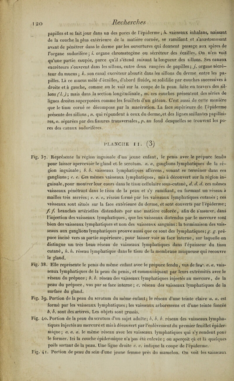 papilles et se fait jour dans un des pores de l’épiderme; h. vaisseaux inhalans, naissant de la couche la plus extérieure de la matière cornée, se ramifiant et s’anastomosant avant de pénétrer dans le derme par les ouvertures qui donnent passage aux spires de l’organe sudorifère; i. organe ehromatogène ou sécréteur des écailles. On n’en voit qu’une partie coupée, parce qu’il s’étend suivant la longueur des sillons. Ses canaux excréteurs s’ouvrent dans les sillons, entre deux rangées de papilles; j. organe sécré¬ teur du mucus ; k. son canal excréteur aboutit dans les sillons du derme entre les pa¬ pilles. Là ce mucus mêlé d’écailles, d’abord fluide, se solidifie par couches successives à droite et à gauche, comme on le voit sur la coupe de la peau faite en travers des sil¬ lons (I.), mais dans la section longitudinale , m. ces couches présentent des séries de lignes droites superposées comme les feuillets d’un gâteau. C’est aussi de cette manière que le tissu corné se décompose par la macération. La face supérieure de l’épiderme présente des sillons ; n. qui répondent à ceux du derme,et des lignes saillantes papillai¬ res, o. séparées par des fissures transversales, p. au fond desquelles se trouvent les po¬ res des canaux sudorifères. PLANCHE II. (3) Fig. 37. Représente la région inguinale d’un jeune enfant, le pénis avec le prépuce fendu pour laisser apercevoir le gland et le scrotum, a. a. ganglions lymphatiques de la ré¬ gion inguinale; b. b. vaisseaux lymphatiques afférens, venant se terminer dans ces ganglions; c. c. Ces mêmes vaisseaux lymphatiques, mis à découvert sur la région in¬ guinale, pour montrer leur cours dans le tissu cellulaire sous-cutané, d. d. d. ces niâmes vaisseaux pénétrant dans le tissu de la peau et s’y ramifiant, en formant un réseau à mailles très serrées; e. e, e. réseau formé par les vaisseaux lymphatiques cutanés ; ces vaisseaux sont situés sur la face extérieure du derme, et sont couverts par l’épiderme; f.f branches artérielles distendues par une matière colorée, afin de s’assurer, dans l’injection des vaisseaux lymphatiques, que les vaisseaux distendus par le mercure sont bien des vaisseaux lymphatiques et non des vaisseaux sanguins : la terminaison des vais¬ seaux aux ganglions lymphatiques prouve aussi que ce sont des lymphatiques; g. g. pré¬ puce incisé vers sa partie supérieure, pour laisser voir sa face interne, sur laquelle on distingue un très beau réseau de vaisseaux lymphatiques dans l’épaisseur du tissu cutané, h. h. réseau lymphatique dans le tissu de la membrane muqueuse qui recouvre le gland. Fig. 38. Elle représente le pénis du même enfant avec le prépuce fendu, vus defar«°. a. a. vais¬ seaux lymphatiques de la peau du pénis, et communiquant par leurs extrémités avec le réseau du prépuce ; b. b. réseau des vaisseaux lymphatiques injectés au mercure, de la peau du prépuce, vus par sa face interne ; c. réseau des vaisseaux lymphatiques de la surface du gland. Fig. 3g. Portion cle la peau du scrotum du même enfant; le réseau d’une teinte claire a. a. est formé par les vaisseaux lymphatiques ; les vaisseaux arborescens et d’une teinte foncée b. b. sont des artères. Les objets sont grossis. Fig. 40. Portion de la peau du scrotum d’un sujet adulte; b. b. b. réseau des vaisseaux lympha¬ tiques injectés au mercure et mis à découvert par l’enlèvement du premier feuillet épider¬ mique; a. a. a. le même réseau avec les vaisseaux lymphatiques qui s’y rendent pour le former. Ici la couche épidermique n’a pas été enlevée ; on aperçoit çà et là quelques poils sortant de la peau. Une ligne droite c. c. indique la coupe de l’épiderme. Fig. 4t* Portion de peau du sein d’une jeune femme près du mamelon. On voit les vaisseaux