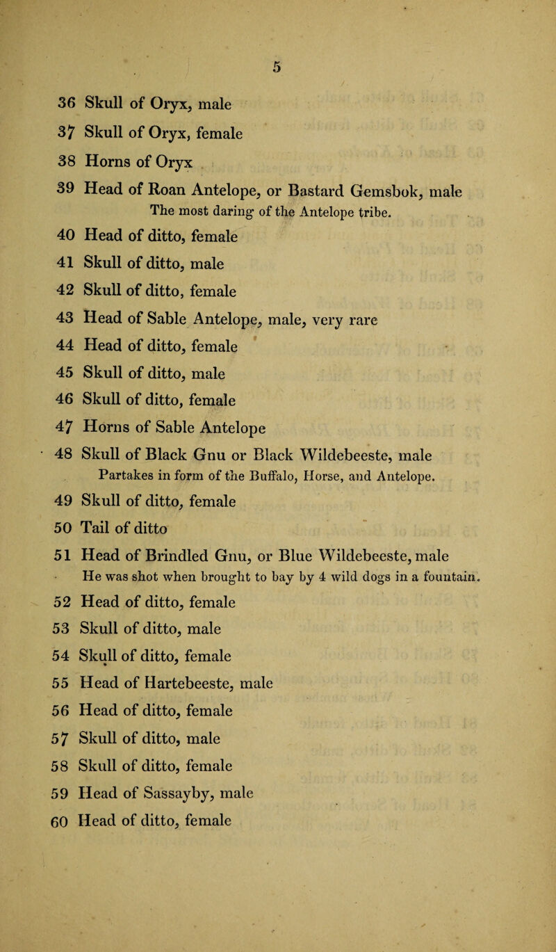 37 Skull of Oryx, female 38 Horns of Oryx 39 Head of Roan Antelope, or Bastard Gemsbok, male The most daring of the Antelope tribe. 40 Head of ditto, female 41 Skull of ditto, male 42 Skull of ditto, female 43 Head of Sable Antelope, male, very rare 44 Head of ditto, female 45 Skull of ditto, male 46 Skull of ditto, female 47 Horns of Sable Antelope 48 Skull of Black Gnu or Black Wildebeeste, male Partakes in form of the Buffalo, Horse, and Antelope. 49 Skull of ditto, female 50 Tail of ditto 51 Head of Brindled Gnu, or Blue Wildebeeste, male He was shot when brought to bay by 4 wild dogs in a fountain 52 Head of ditto, female 53 Skull of ditto, male 54 Skull of ditto, female 55 Head of Hartebeeste, male 56 Head of ditto, female 57 Skull of ditto, male 58 Skull of ditto, female 59 Head of Sassayby, male 60 Head of ditto, female