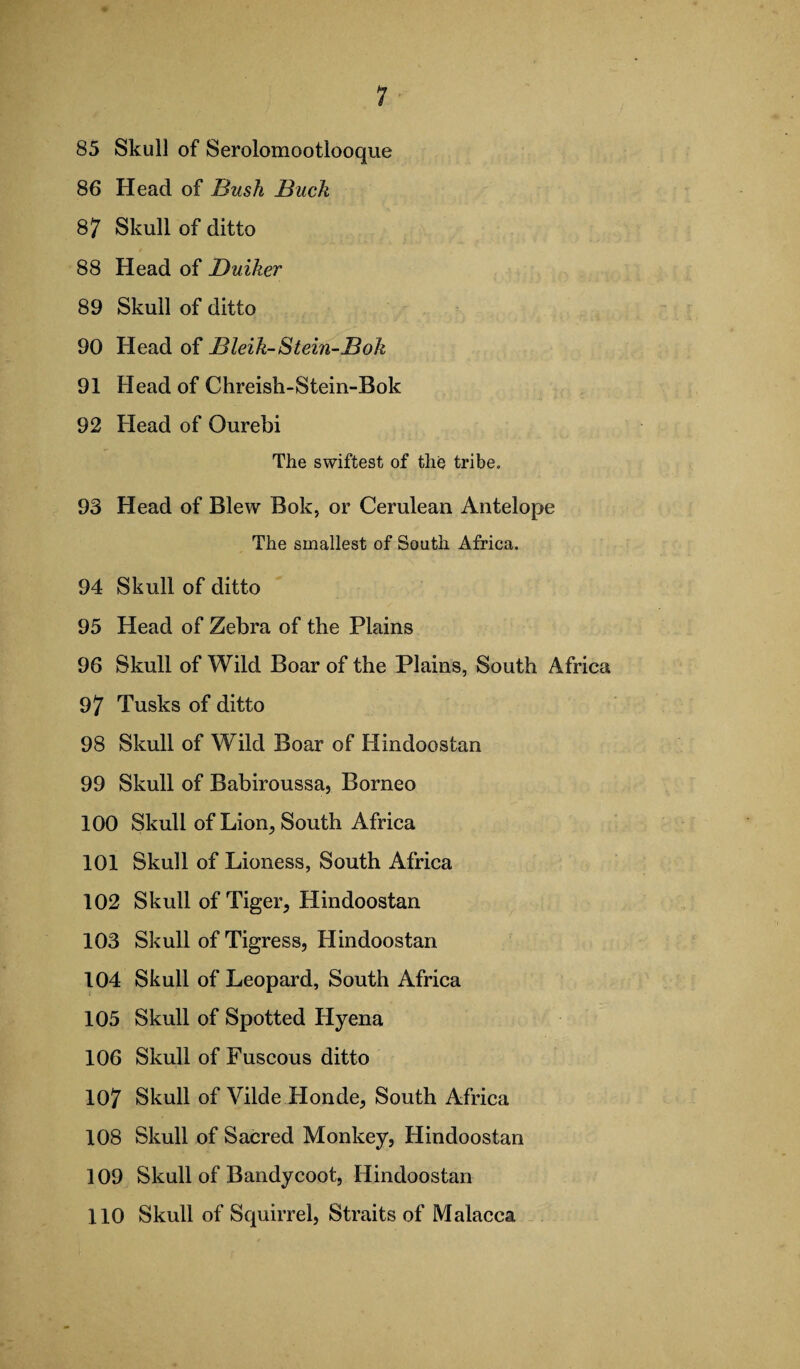 85 Skull of Serolomootlooque 86 Head of Bush Buck 8 7 Skull of ditto 88 Head of Duiker 89 Skull of ditto 90 Head of Bleik-Stein-Bok 91 Head of Chreish-Stein-Bok 92 Head of Ourebi The swiftest of the tribe, 93 Head of Blew Bok, or Cerulean Antelope The smallest of South Africa. 94 Skull of ditto 95 Head of Zebra of the Plains 96 Skull of Wild Boar of the Plains, South Africa 97 Tusks of ditto 98 Skull of Wild Boar of Hindoostan 99 Skull of Babiroussa, Borneo 100 Skull of Lion, South Africa 101 Skull of Lioness, South Africa 102 Skull of Tiger, Hindoostan 103 Skull of Tigress, Hindoostan 104 Skull of Leopard, South Africa 105 Skull of Spotted Hyena 106 Skull of Fuscous ditto 107 Skull of Vilde Honde, South Africa 108 Skull of Sacred Monkey, Hindoostan 109 Skull of Bandycoot, Hindoostan 110 Skull of Squirrel, Straits of Malacca