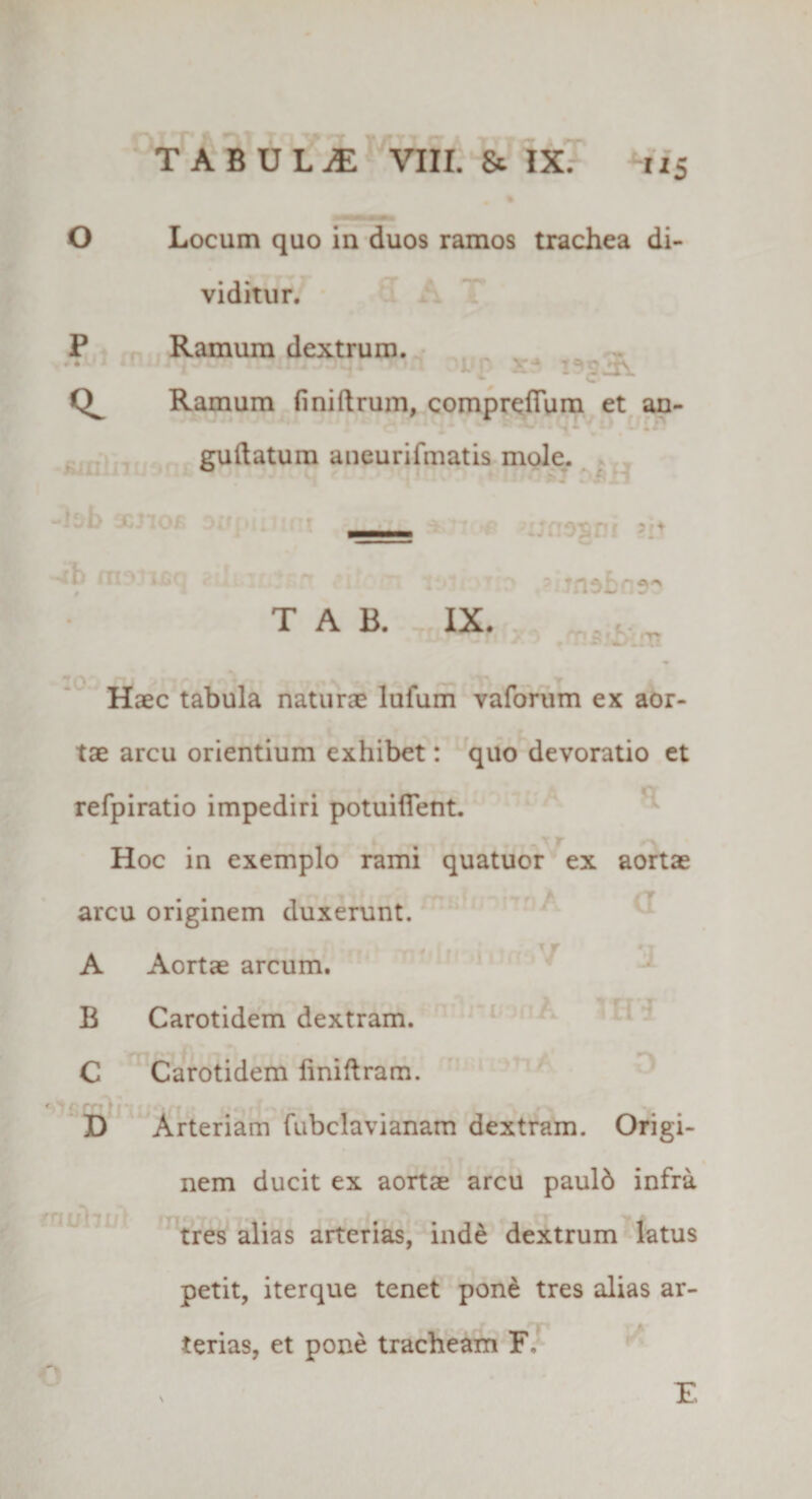 O Locum quo in duos ramos trachea di¬ viditur. P Ramum dextrum. ' - :: : - Q. Ramum (i ni (Irum, compreiTum et an- guftatum aneurifmatis mole. • nn i ' . &gt;^&gt;1.1 :h msiu ? i 7 T A B. IX. natr?’' ■ ? '2 'Tt Haec tabula naturae lufum vaforum ex aor¬ tae arcu orientium exhibet: quo devoratio et refpiratio impediri potuiflent. Hoc in exemplo rami quatuor ex aortae arcu originem duxerunt. • f * tt A Aortae arcum. B Carotidem dextram. C Carotidem finiftram. * fJT fr • D Arteriam fubclavianam dextram. Origi¬ nem ducit ex aortae arcu pauld infra tres alias arterias, inde dextrum latus petit, iterque tenet pone tres alias ar¬ terias, et pone tracheam F. E