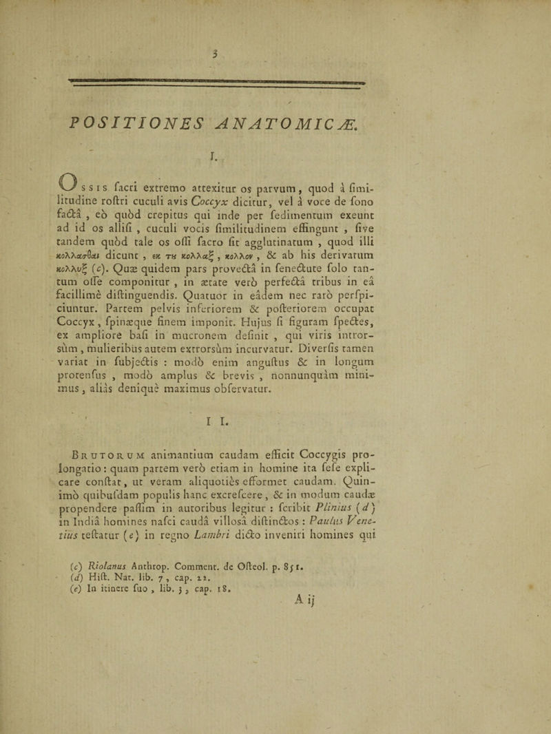 POSITIONES ANATOMICA?. r. O s s is facri extremo attexitur os parvum, quod a fimi- lirudine roftri cuculi avis Coccyx dicitur, vel a voce de fono fadfca , eb quod crepitus qui mde per fedimentum exeunt ad id os allifi , cuculi vocis fimilitudinem effingunt , five tandem quod tale os offi facro (it agglutinatum , quod illi xoXXaLo-Qca dicunt , m t« j, noXXov , &amp; ab his derivatum ttohXyZ (c). Quas quidem pars provetfia in fenecfiute folo tan¬ tum ode componitur , in astate vero perfe&amp;a tribus in ea facillime diflinguendis. Quatuor in eadem nec raro perfpi- ciuntur. Partem pelvis inferiorem &amp; pofteriorem occupat Coccyx, fpinasque fiilem imponit. Hujus fi figuram fpebtes, ex ampliore bafi in mucronem definit , qui viris intror¬ sum , mulieribus autem extrorsum incurvatur. Diverfis tamen variat in fubjedbis : modo enim anguftus 8c in longum protenfus , modo amplus Sc brevis , nonnunquam mini¬ mus 3 alias denique maximus obfervatur. I L Brutorum animantium caudam efficit Coccygis pro- longatio: quam partem verb etiam in homine ita fefe expli¬ care confiat, ut veram aliquoties efiormet caudam. Quin- imo quibufdam populis hanc excrefcere, &amp; in modum caudas propendere paffim in autoribus legitur : fcribit Plinius (d) in India homines nafci cauda villosa difiindtos : Paulus Vene¬ tius tefiatur (e) in regno Lambri di&amp;o inveniri homines qui (c) Riolanus Anthrop. Comment. de Ofieol. p. 85 !• (d) Hift. Nar. lib. 7, cap. (e) I11 itinere fuo , lib. 3 . cap. 18. ‘ A •• A ij