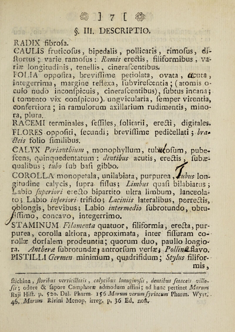 C$V3. W ] 7 [ §. III. DESCRIPTIO, RADIX fibrofa. CAULIS fruticofus, bipedalis, pollicaris, rimofus, di- floreusvarie ramofus: Ramis eredis, filiformibus, va¬ ris longitudinis , tenellis, cinerafcentibus. FOLIA oppoiita, breviffime petiolata, ovata, &cuta, integerrima, margine reflexa, fubvirefcencia ; (acorais o* culo nudo inconfpicuis, cinerafcentibus), fubtus incana; (tomento vix con(picuo), ungvicularia, (em per virentia, confertiora; in ramulorum axillarium rudimentis, mino¬ ra, plura. RACEMI terminales, feffiles, (olicarii, eredi, digitales. FLORES oppofiti, fecundi; breviffime pedicellati; Ira» Beis folio fimilibus; CALYX Periantbinm , monophyllum, tubi^cofum, pube- fcens, quinquedentacum : dentibus acutis, eredis, fubcC- qualibus ; tubo (ub bafi gibbo. rf COROLLA monopetala, unilabiata, purpurea , Jubus Ion- gitudine calycis, lupra fidus; Limbus quafi bilablatus; Labio fuperiori eredo bipartito ultra limbum, lanceola- to; Labio inferiori trifido; Laciniis lateralibus, porredis, longis, brevibus; Labio intermedio fubrotundo, obtu- iffimo, concavo, integerrimo. STAMINUM Filamenta quatuor, filiformia, ereda, pur¬ purea, corolla altiora, approximata, inter fiffuram co¬ rollas dorfalena prodeuntia; quorum duo, paullo longio¬ ra. Anthera fubrotundarj antrorfum verfae* PollintiiSiavo. PISTILLI Germen minimum, quadrifidum; Stylus filifor¬ mis , fiichina , floribus verticillatis , calycibus lanuginofis , dentibus fetaceis villo- fis; odore & fapore Camphors admodum affini; ad hanc pertinet Marum Raji Hiffi p. ?2o. Dal. Pharm i f 6 Marum verumfyriacum Pharm. WytT*. 46».Marum llivini Mcnop. irreg. pt 36 Ed* iioft*-