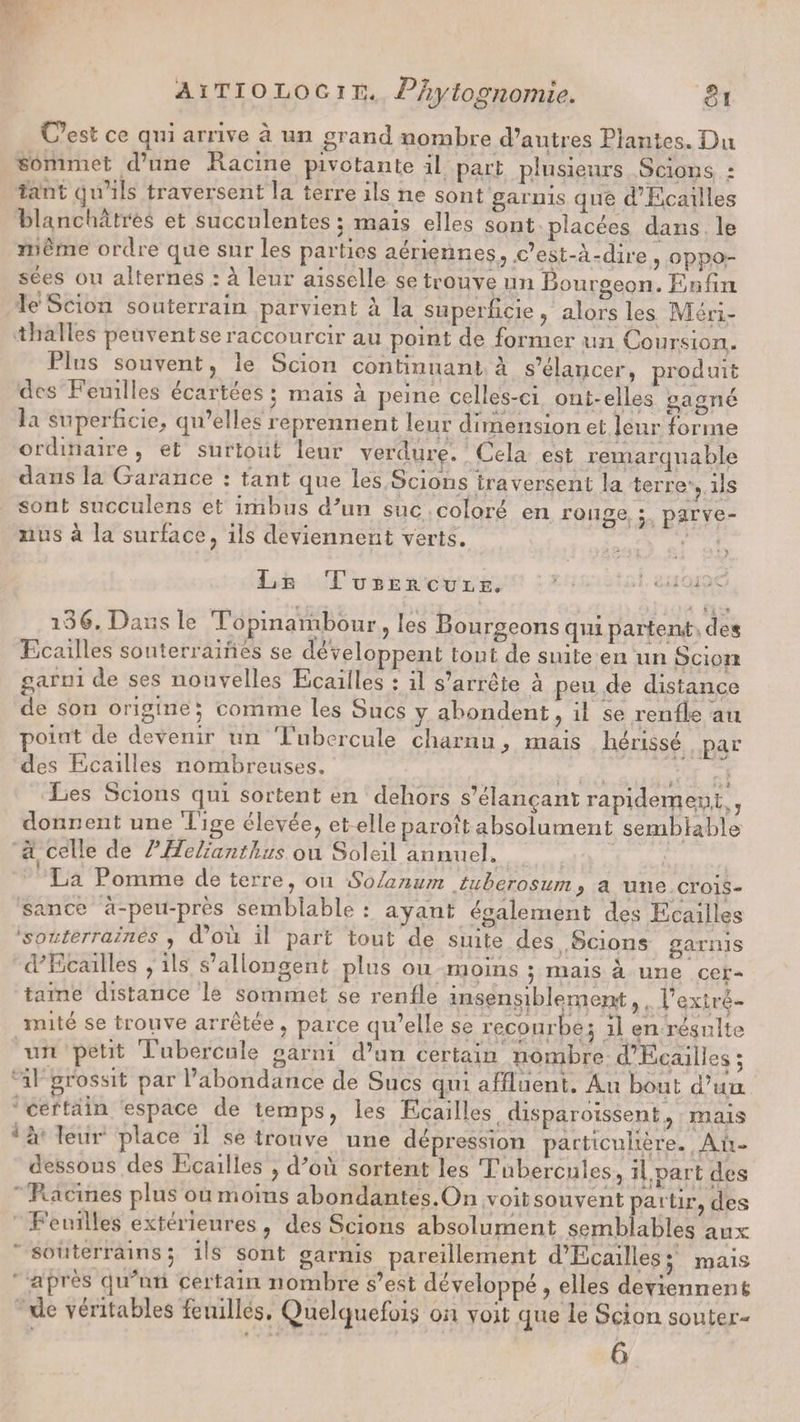 C’est ce qui arrive à un grand nombre d’autres Plantes. Du sommet d’une Racine pivotante il part plusieurs Scions : tant qu’ils traversent la terre ils ne sont garnis que d’Ecailies blanchâtres et succulentes ; mais elles sont placées dans le meme ordre que sur les parties aériennes, c’est-à-dire , oppo¬ sées ou alternes râleur aisselle se trouve un Bourgeon. Enfin le Scion souterrain parvient à la superficie, alors les Méri- tballes peuvent se raccourcir au point de former un Coursion. llus souvent, le Scion continuant à s’élancer, produit des Feuilles ecartees ; mais a peine celles-ci ont-elles gagné la superficie, qu’elles reprennent leur dunensionet leur forme ordinaire , et surtout leur verdure. Cela est remarquable dans la Garance : tant que les Scions traversent la terre , ils sont succuîens et imbus d*un suc coloré en rouge ; p&amp;rve- nus à la surface, ils deviennent verts. / •• - ; ' • >. Le Tubercule. ' • - * • - 10 é. Dans le Topinambour , les Bourgeons qui partent des Ecailles souterraines se développent tout de suite en un Scion garni de ses nouvelles Ecailles : il s’arrête à peu de distance de son origine; comme les Sucs y abondent, il se renfle au point de devenir un 'Tubercule charnu, mais hérissé par des Ecailles nombreuses. Les Scions qui sortent en dehors s’élançant rapidement,, donnent une lige elevée, et elleparoît absolument semblable à celle de l’Helianthus ou Soleil annuel. La Pomme de terre, ou Solanum tuberosum, a une crois¬ sance à-peu-près semblable : ayant également des Ecailles souterraines , d ou il part tout de suite des Scions garnis «PEcailles , ils s’allongent plus ou moins ; mais à une cer¬ taine distance le sommet se renfle insensiblement, l’çxîré* mité se trouve arrêtée, parce qu’elle se recourbe; il en résulte un petit Tubercule garni d’un certain nombre d’Ëcailles ; il grossit par 1 abondance de Sucs qui affluent. Au bout d’uu certain espace de temps, les Ecailles disparoissent, mais a leur place il se trouve une dépression particulière. Au- dessous des Ecailles , d^où sortent les Tubercules, il.part des Racines plus ou moins abondantes.On voit souvent partir, des feuilles extérieures, des Scions absolument semblables aux souterrains; ils sont garnis pareillement d’Ecailles ; mais api es qu un ceitam nombre s’est développe , elles deviennent; de véritables feuilles. Quelquefois ou voit que le Scion souter-