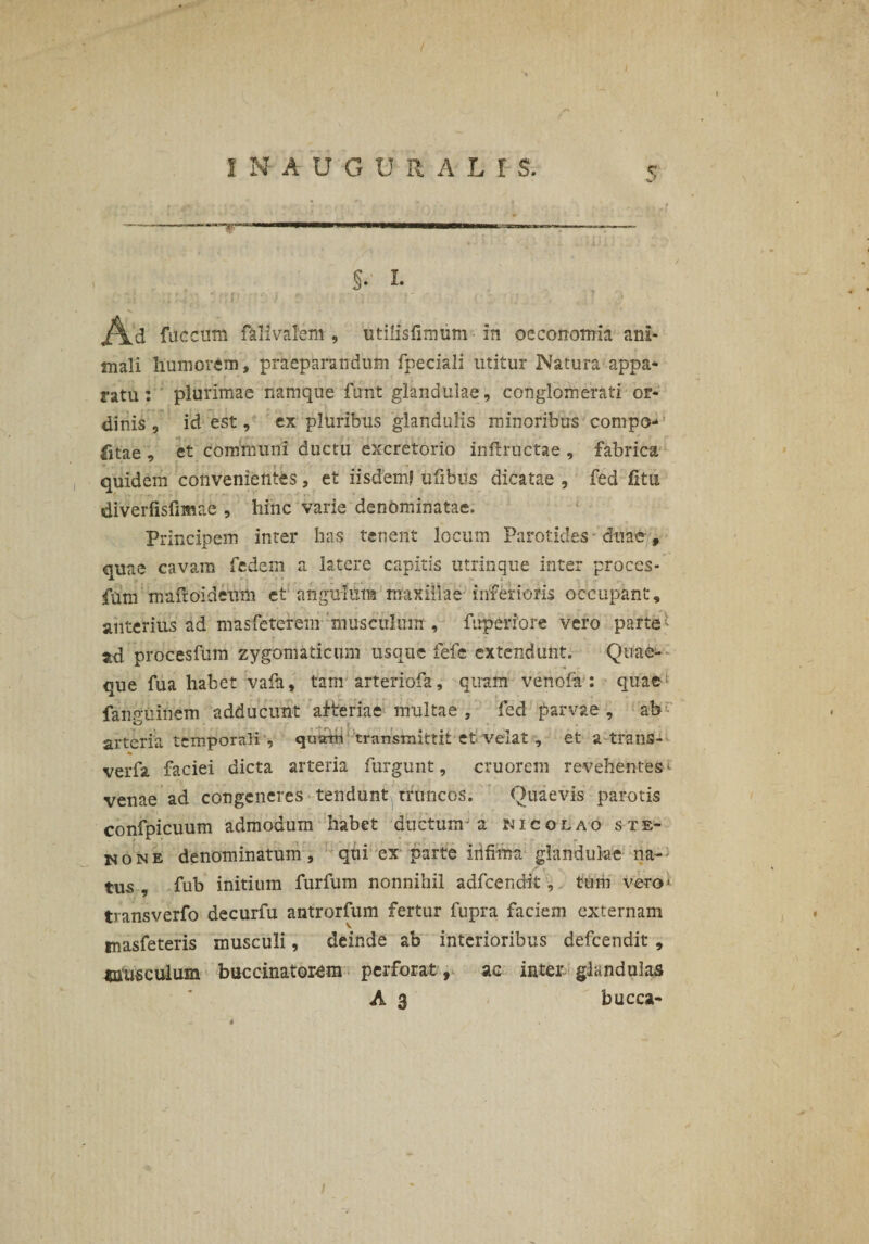 §• I. Ad faecum Mvalem , utilisfimiim in oeconomia ani¬ mali humorem, praeparandum fpeciali utitur Natura appa¬ ratu: plurimae namque funt glandulae, conglomerati or¬ dinis , id est, ex pluribus glandulis minoribus compo¬ stae , et communi ductu excretorio inftructae , fabrica quidem convenientes, et iisdem? ufibiis dicatae , fed litu diverfisfimae , hinc varie denominatae. Principem inter has tenent locum Parotides duae , quae cavam fedem a latere capitis utrinque inter proces- fum mafroideum et' anguMra maxillae inferioris occupant, anterius ad masfeterem musculum , fuperiore vero parte ^ %d procesfum zygomaticum usque fefe extendunt. Quae¬ que fua habet vafa, tam arteriofa, quam venofa : quae1 fanp-uinem adducunt afteriae multae, fed parvae, ab arteria temporali , quam transmittit et velat , et a trans- «i verfa faciei dicta arteria furgunt, cruorem revehentes «• venae ad congeneres tendunt truncos. Quaevis parotis confpicuum admodum habet ductum-a nicolao ste- None denominatum, qui ex parte infima glandulae na¬ tus , fub initium furfum nonnihil adfcendit, tum vero1 transverfo decurfu antrorfum fertur fupra faciem externam tnasfeteris musculi, deinde ab interioribus defeendit , «ausculum buccinatorem perforat , ac inter glandulas A 3 bucca-
