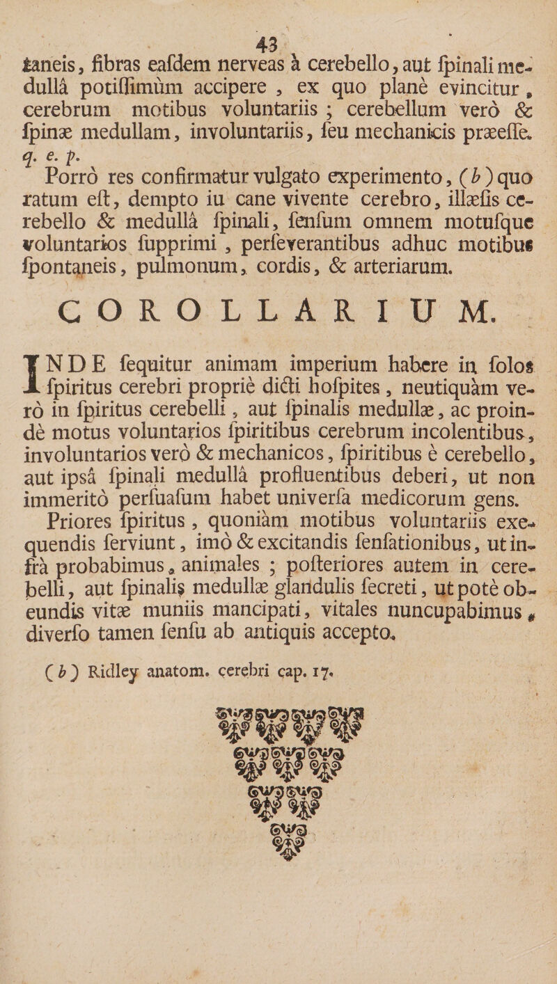 jtaneis, fibras eafdem nerveas a cerebello,aut fpinalime¬ dulla potiffimum accipere , ex quo plane evincitur , cerebrum motibus voluntariis ; cerebellum vero &amp; fpinae medullam, involuntariis, feu mechanicis praeelfe. q. e. p. Porro res confirmatur vulgato experimento, ( b ) quo ratum eft, dempto iu cane vivente cerebro, illaefis ce¬ rebello &amp; medulla fpinali, fenfum omnem motufque voluntarios fupprimi , perfeverantibus adhuc motibufi fpontaneis, pulmonum, cordis, &amp; arteriarum. COROLLARIUM. INDE fequitur animam imperium habere ia folos fpiritus cerebri proprie didi hofpites, neutiquam ve¬ ro in fpiritus cerebelli, aut ijpinalis medullae, ac proin¬ de motus voluntarios lpiritibus cerebrum incolentibus, involuntarios vero &amp; mechanicos, fpiritibus e cerebello, aut ipsa fpinali medulla profluentibus deberi, ut non immerito perfuafum habet univerfa medicorum gens. Priores fpiritus, quoniam motibus voluntariis exe- quendis ferviunt, imo &amp; excitandis fenfationibus, ut in¬ fra probabimus, animales ; pofteriores autem in cere¬ belli , aut fpinali? medullae glandulis fecreti, ut pote ob¬ eundis vitae muniis mancipati, vitales nuncupabimus# diverfo tamen fenfu ab antiquis accepto. Qb') Ridley anatom. cerebri cap. 17.