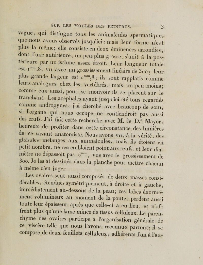 vague, qui distingue tous les animalcules spermatiques que nous avons observés jusqu’ici ; mais leur forme n'est plus la même; elle consiste en deux éminences arrondies, dont 1 une antérieure, un peu plus grosse, s’unit à la pos- teiieure par un isthme assez étroit. Leur longueur totale est inin’,8, vu avec un grossissement linéaire de 3oo • leur plus grande largeur est ils sont rapplatis comme leurs analogues chez les vertébrés, mais un peu moins; comme eux aussi, pour se mouvoir ils se placent sur le tranchant. Les acéphales ayant jusqu’ici été tous regardés comme androgynes, j ai cherché avec beaucoup de soin, si l’organe qui nous occupe ne contiendroit pas aussi oes œufs. J ai fait cette recherche avec M. le D.r Mayor, heureux de profiter dans cette circonstance des lumières de ce savant anatomiste. Nous avons vu, à la vérité, des globules mélangés aux animalcules, mais ils étoient en petit nombre, ne ressembloient point aux œufs, et leur dia- metre ne depassoit pas 5mm, vus avec le grossissement de 3oo. Je les ai dessinés dans la planche pour mettre chacun à même d’en juger. Les ovaires sont aussi composés de deux masses consi¬ dérables, étendues symétriquement, à droite et à gauche, immédiatement au-dessous de la peau} ces lobes énormé¬ ment volumineux au moment de la ponte, perdent aussi toute leur épaisseur après que celle-ci a eu lieu, et n’of¬ frent plus quune lame mince de tissus celluleux. Le paren¬ chyme des ovaires participe à l’organisation générale de ce visceie telle que nous lavons reconnue partout,* il se compose de deux feuillets celluleux, adhérents l’un à l’au-