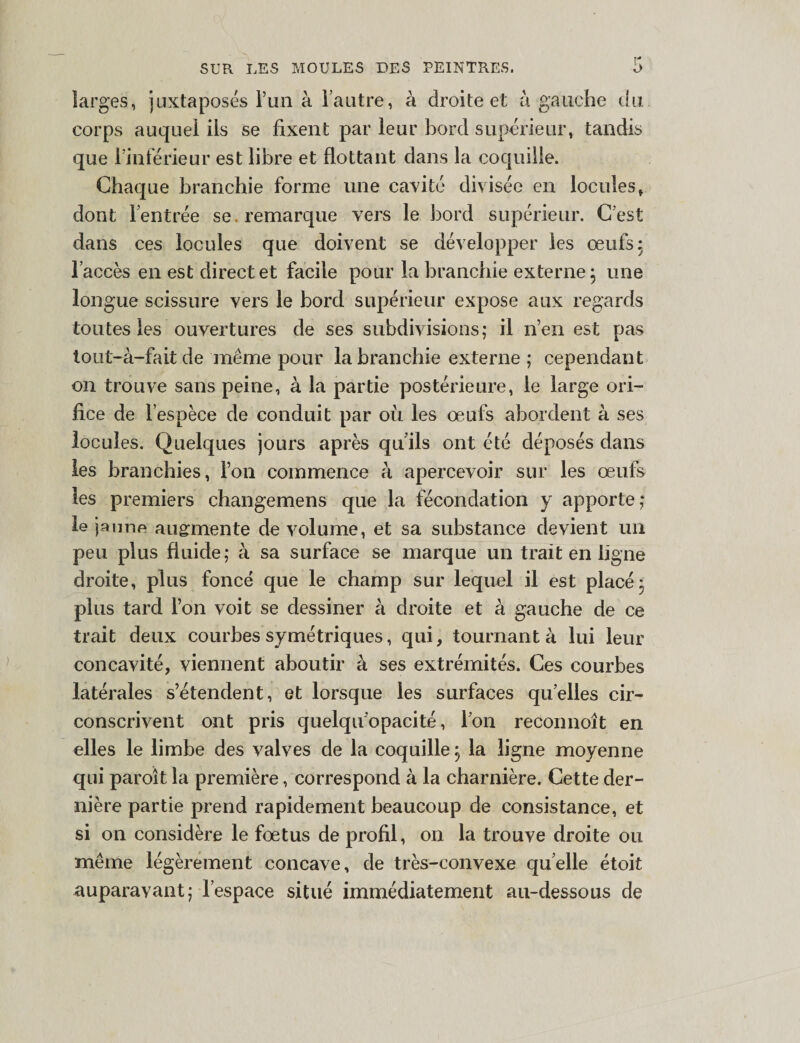 larges, juxtaposés l’un à l’autre, à droite et à gauche du corps auquel ils se fixent par leur bord supérieur, tandis que l’inférieur est libre et flottant dans la coquille. Chaque branchie forme une cavité divisée en locuîes, dont l’entrée se. remarque vers le bord supérieur. C’est dans ces locules que doivent se développer les œufs: l’accès en est direct et facile pour la branchie externe ; une longue scissure vers le bord supérieur expose aux regards toutes les ouvertures de ses subdivisions; il n’en est pas tout-à-fait de même pour la branchie externe ; cependant on trouve sans peine, à la partie postérieure, le large ori¬ fice de l’espèce de conduit par où les œufs abordent à ses locules. Quelques jours après quils ont été déposés dans les branchies, l’on commence à apercevoir sur les œufs les premiers changemens que la fécondation y apporte; le jaune augmente de volume, et sa substance devient un peu plus fluide; à sa surface se marque un trait en ligne droite, plus foncé que le champ sur lequel il est placé; plus tard l’on voit se dessiner à droite et à gauche de ce trait deux courbes symétriques, qui, tournant à lui leur concavité, viennent aboutir à ses extrémités. Ces courbes latérales s’étendent, et lorsque les surfaces quelles cir¬ conscrivent ont pris quelqu’opacité, l’on reconnoît en elles le limbe des valves de la coquillej la ligne moyenne qui paroît la première, correspond à la charnière. Cette der¬ nière partie prend rapidement beaucoup de consistance, et si on considère le fœtus de profil, on la trouve droite ou même légèrement concave, de très-convexe quelle étoit auparavant; l’espace situé immédiatement au-dessous de