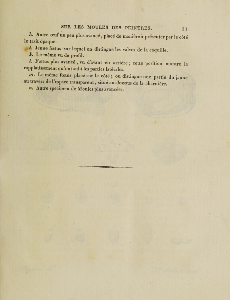h. Autre œuf un peu plus avancé, placé de manière à présenter par le côté le trait opaque. i. Jeune fœtus sur lequel on distingue les valves de la coquille. Æ. Le même vu de profil. l. Fœtus plus avancé , vu d’avant en arrière ; cette position montre le rapplatissement qu’ont subi les parties latérales. m. Le même fœtus placé sur le côté ; on distingue une partie du jaune au travers de l’espace transparent, situé au-dessous de la charnière. n. Autre specimen de Moules plus avancées.