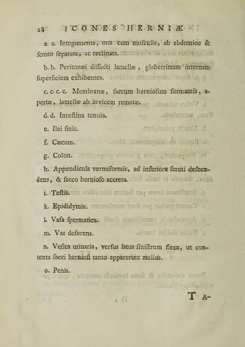 a, a. Integumenta y~tfna 'cum mufculis, ab abdomine & fcroto feparata, ac reclinata. :: . ‘ * j - ' : b. b. Peritonaei diffe&i lamellae , glaberrimam ' internam' fuperficiem exhibentes. c. c. c. c. Membranae, faecum hemiofum formantisa- pertae , lamellae ab. invicem remotae.., •* *’ * * * d. d. Inteftina tenuia. m e. Ilei finis.,  ' f. Caecum* 1 /i g. Colon. h. Appendicula vermiformis, ad inferiora fercti defeem dens, & facco herniofo accreta. ii 1 <D L Teftis. : k. Epididymis* l. Vafa fpermatiea. m. Vas deferens- n. Vefica urinaria, verfus latus finiflrum flexa, ut con¬ tenta faeci hermofi tanto apparerent melius. 0* Penis* - - T A-