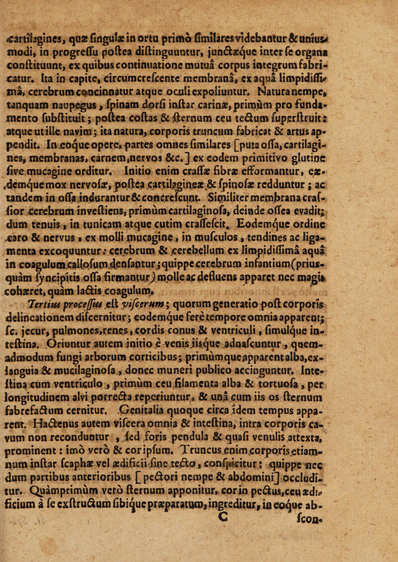 cartifagines, qu* Ungulae in ortu primo fimilares videbantur & unius# modi, in progreffu podea didinguuntur, jundarque inter Te organa condituum, ex quibus continuatione mutua corpus integrum fabri¬ catur. Ita in capite, circumcrefcenjte membrana, ex aqua limpidiffi* ma, cerebrum concinnatur atque oculi expoliuntur. Natura nempe» tanquam naupegus, fpinam dprfi indar carina, primum pro funda¬ mento fubdituk; podea codas & fternum ceu tedumfupfirdruit: atque ut ille navim; ita natura, corporis truncum fabricat & artus ap¬ pendit. In coque opere, partes omnes fimilares [puta offa, cartilagi¬ nes, membranas, carnem ,ner vos &c,] ex eodem primitivo glutine five mucagine orditur. Initio enim craffae fibrae efFormantur, eas- tdcmquemox nervofae,podea cartilagineae & fpinofa: redduntur; ac tandem in offa indurantur & concrelcunt. Sitmiiter membrana craf- iior cerebrum invediens, primuincartilaginofa, deinde offea evadit; dum tenuis, in tunicam atque cutim craffefcit* Eodemque ordine .caro & nervus * ex molli jmucagine, in mufculos, tendines ac liga¬ menta excoquuntur .« cerebrum & jeerebellum ex Jimpidiflima aqua in coagulumcailofuindenfantur; quippe cerebrum infantium (prius¬ quam fyncipitis offa firmantur j molle ac defluens apparet nec magia cohaeret, quam ladis coagulum, Tertias proce fas ed yifcerum; quorum generatio poft corporis delineationem difeernitur; eodemque fere tempore omnia apparent; fe. jecur, puImones,renes, cordis conus & ventriculi, fimulque in- teftina. Oriuntur autem initio e venis jisque adnafeuntur , quem¬ admodum fungi arborum corticibus; primumqueapparent alba,ex- ianguia & muciiaginofa, donec muneri publico accinguntur. Intc- itina cum ventriculo , primum ceu filamenta alba & tortuofa , per longitudinem alvi porreeh repenuntur» & una cum iis os dernum fabrefadum cernitur. .Genitalia quoque circa idem tempus appa¬ rent. Hadenus autem vifcera omnia & intedina, intra corporis ca¬ vum non reconduntur , fed foris pendula & quafi venulis attexta, prominent: imo vero &coripfum. Truncus enim^orporisetiam- num indar fcaphae vel aedificii fine tedo, confpkitur : quippe nec dum partibus anterioribus £ pedori nempe & abdomini] occludi¬ tur. Quamprimum verb dernum apponitur, cor in pedus,ceu aedi* fidum a fe exdrudumfibique praeparatum, ingreditur, in eoque ab- C  fcoa.